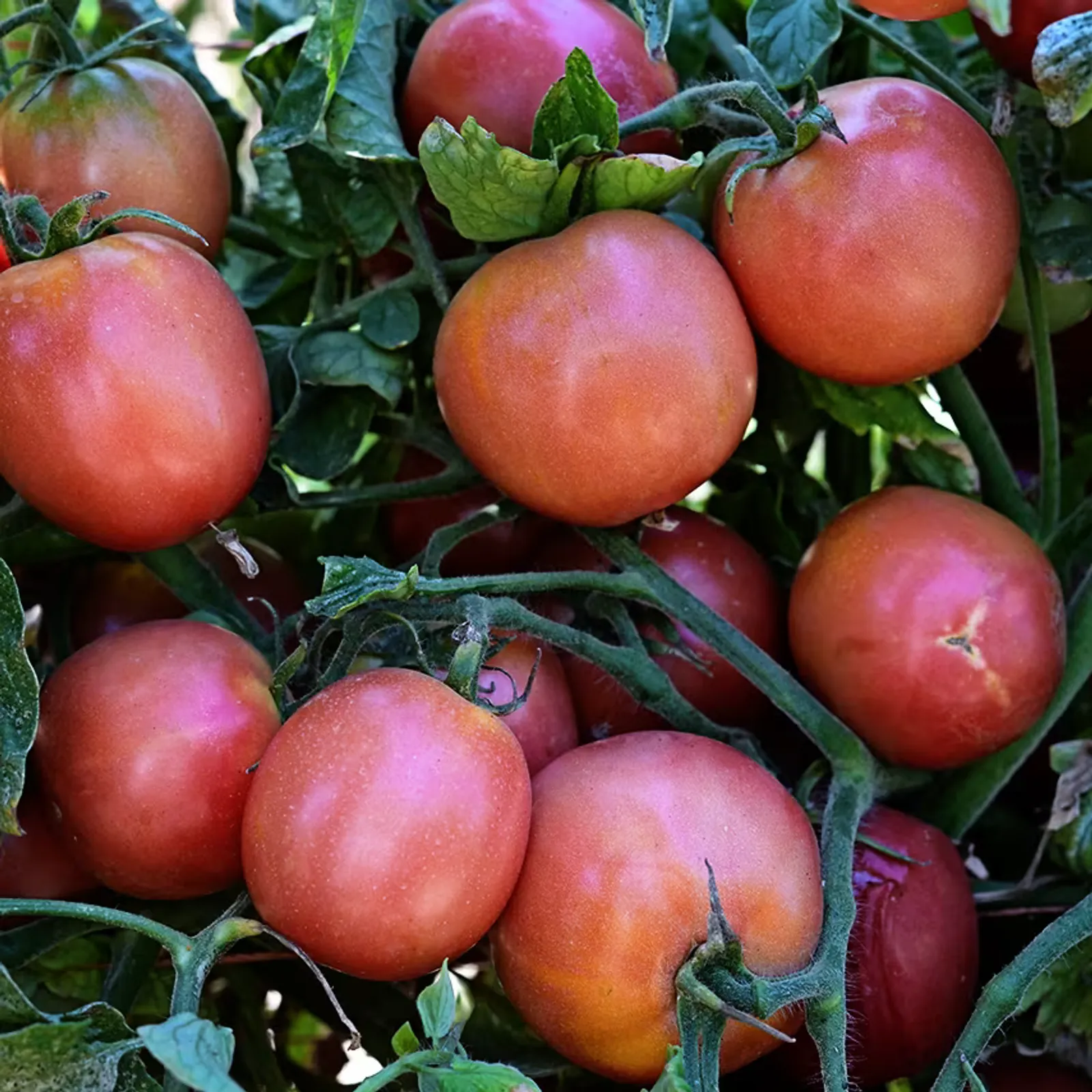 Raspberry Lyanna Tomatoes