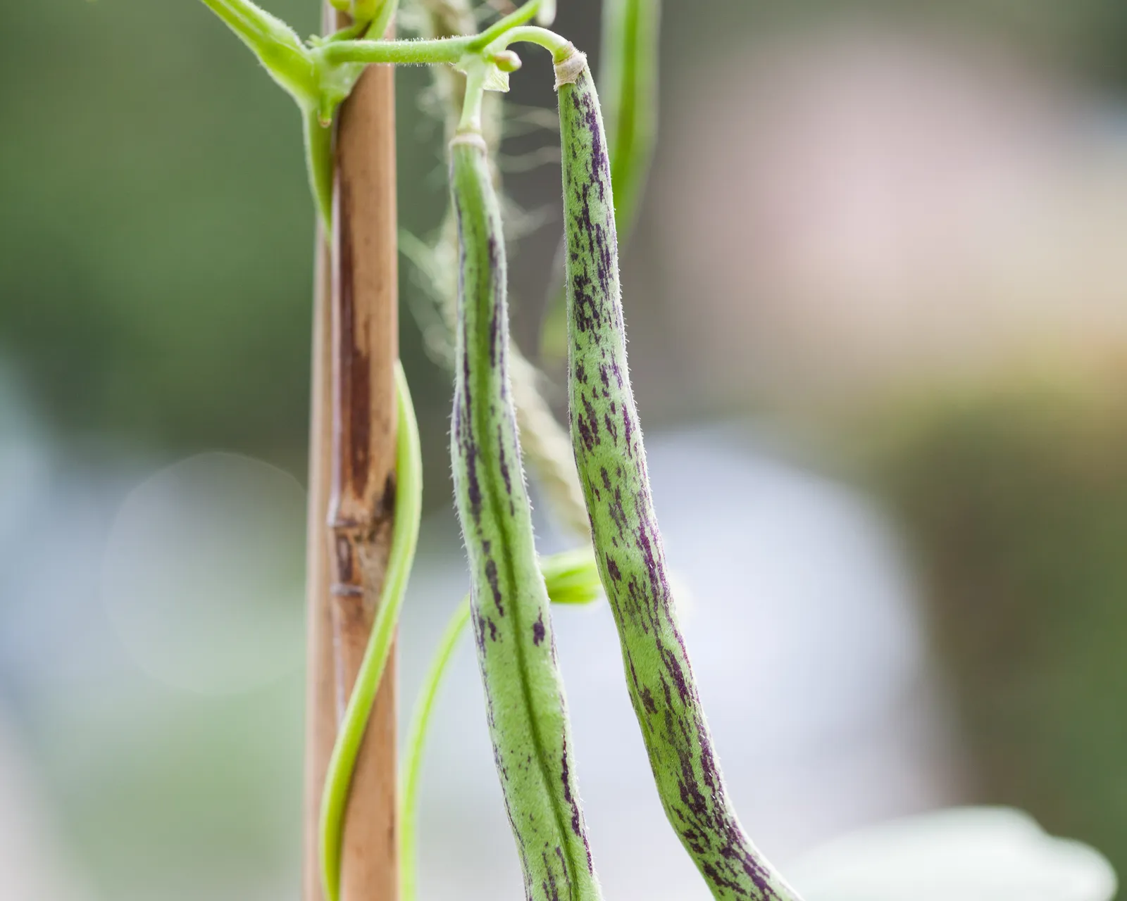 Rattlesnake Beans