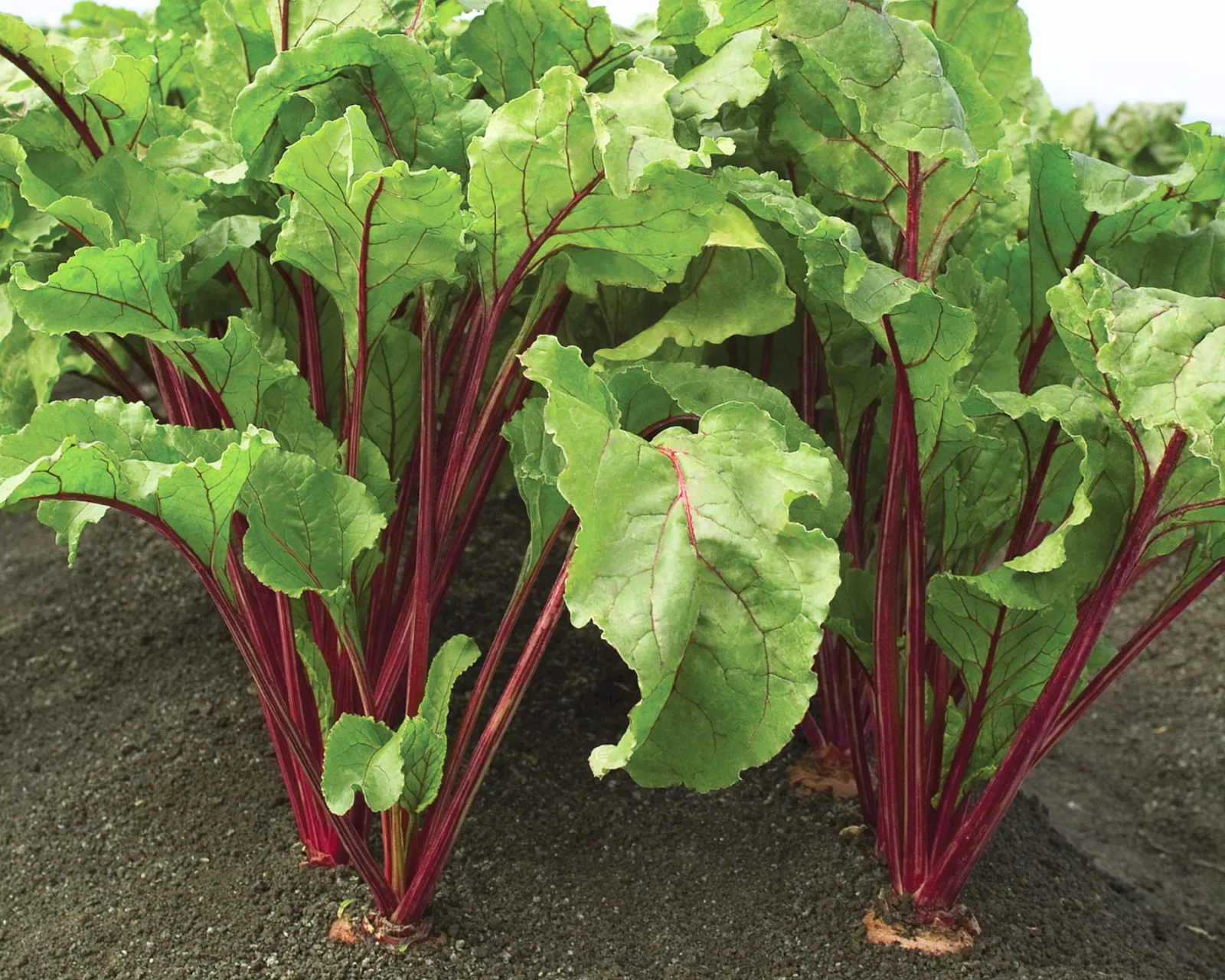 Red Ace Beets