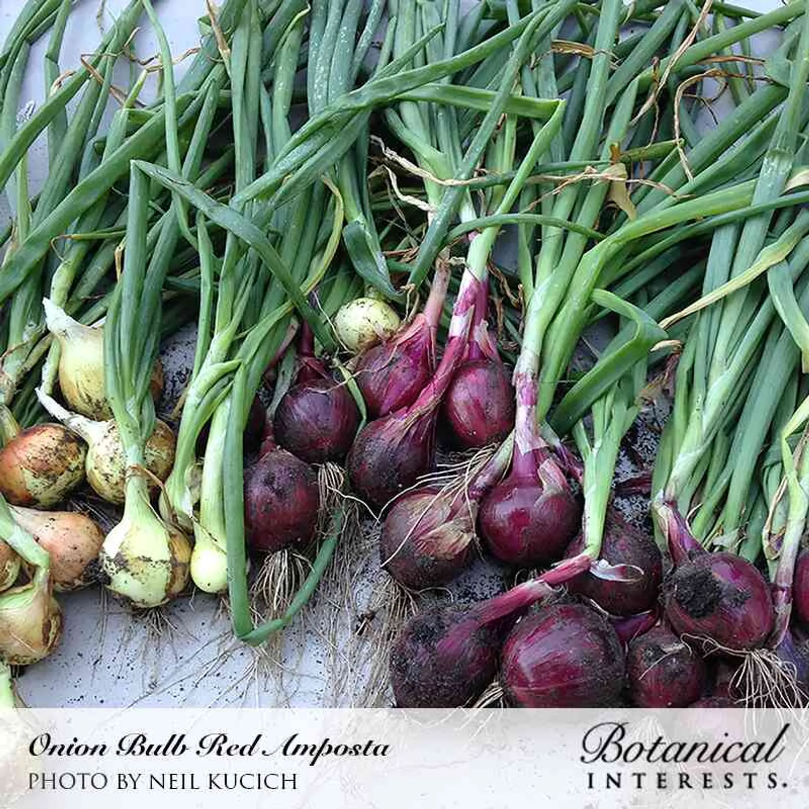 Red Amposta Bulb Onions