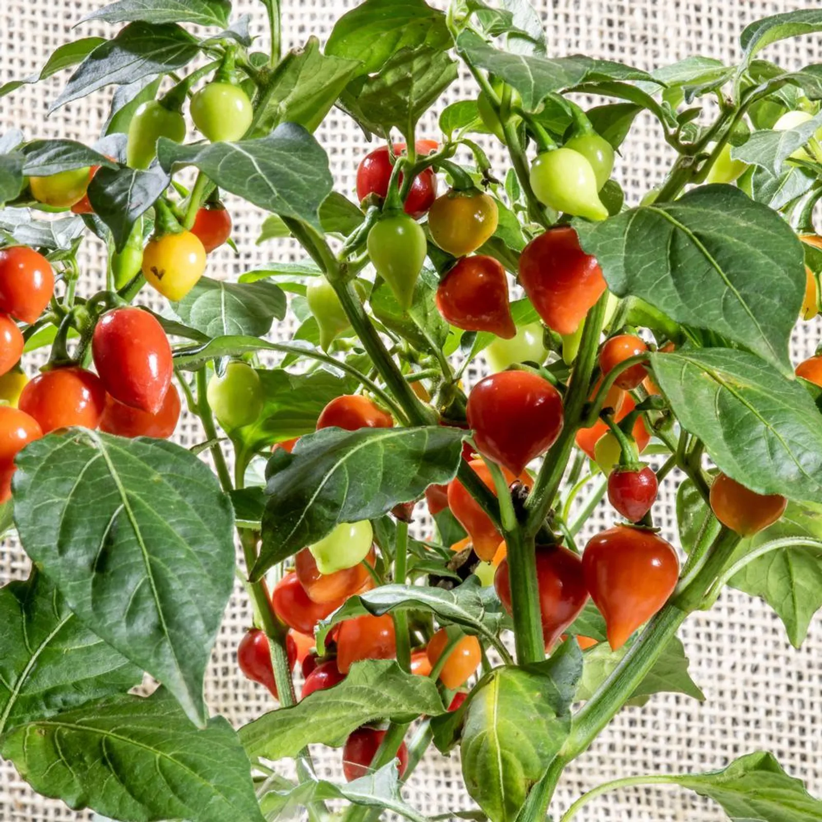 Red and Yellow Blend Biquinho Chile Peppers