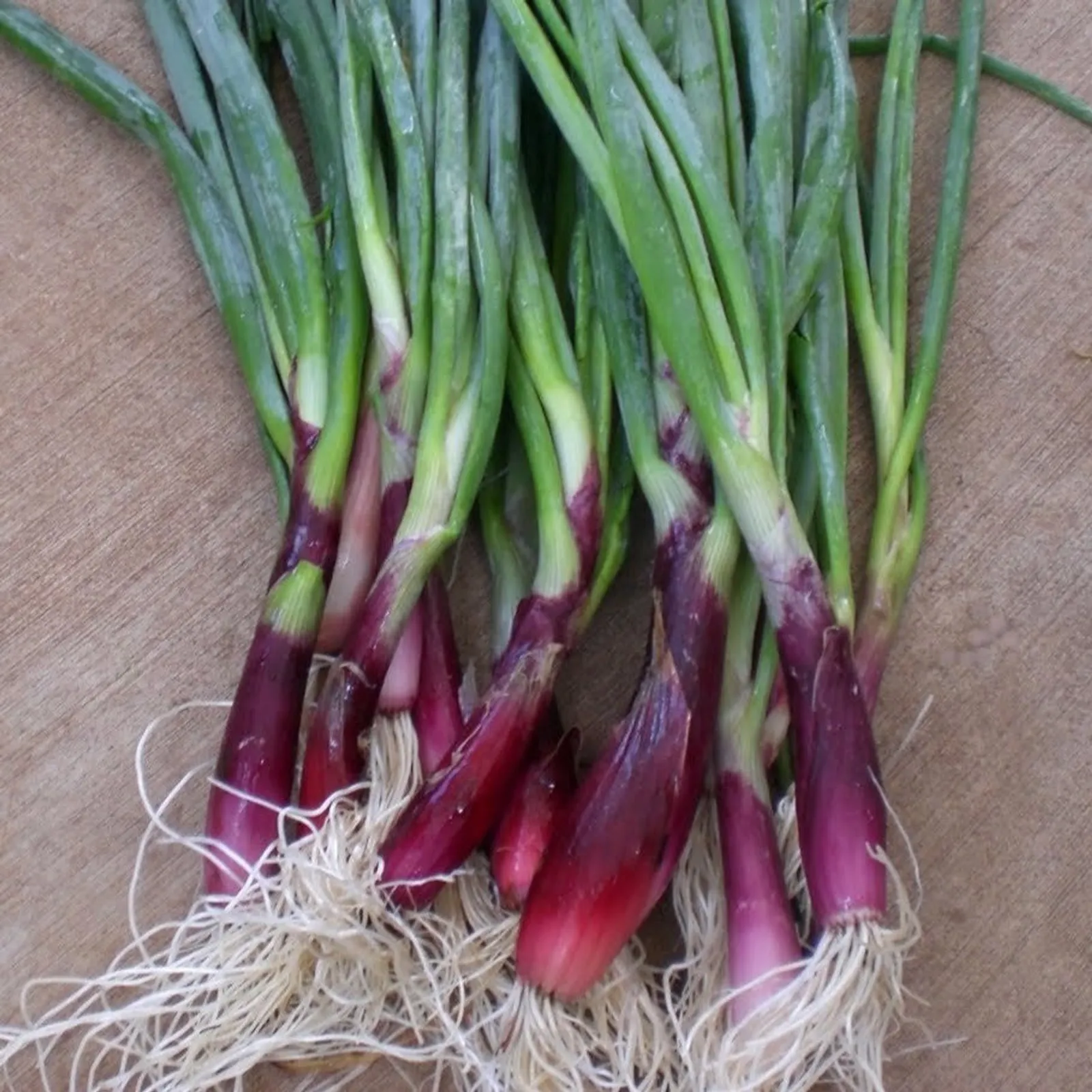 Red Beard Bunching Onions