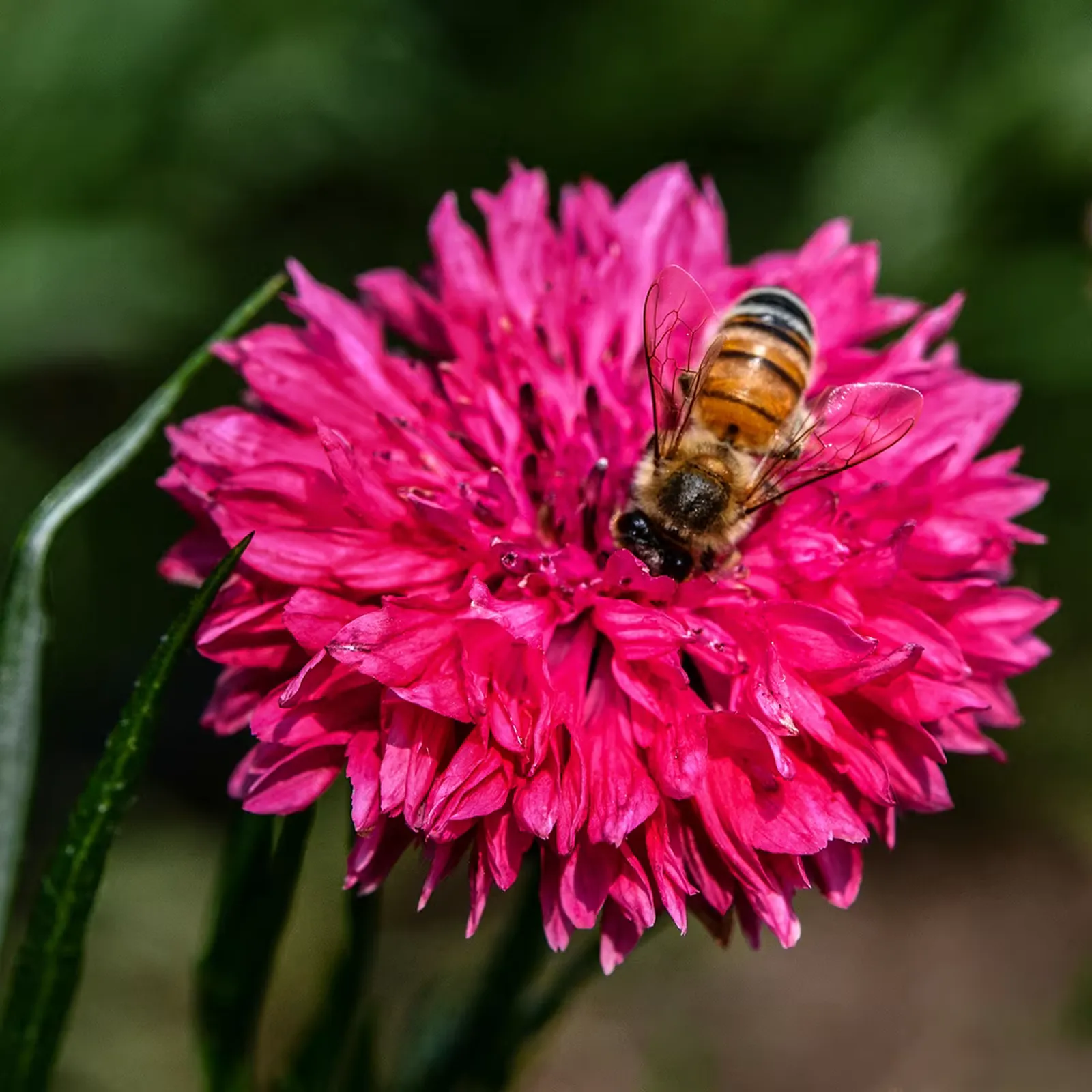 Red Boy Cornflower