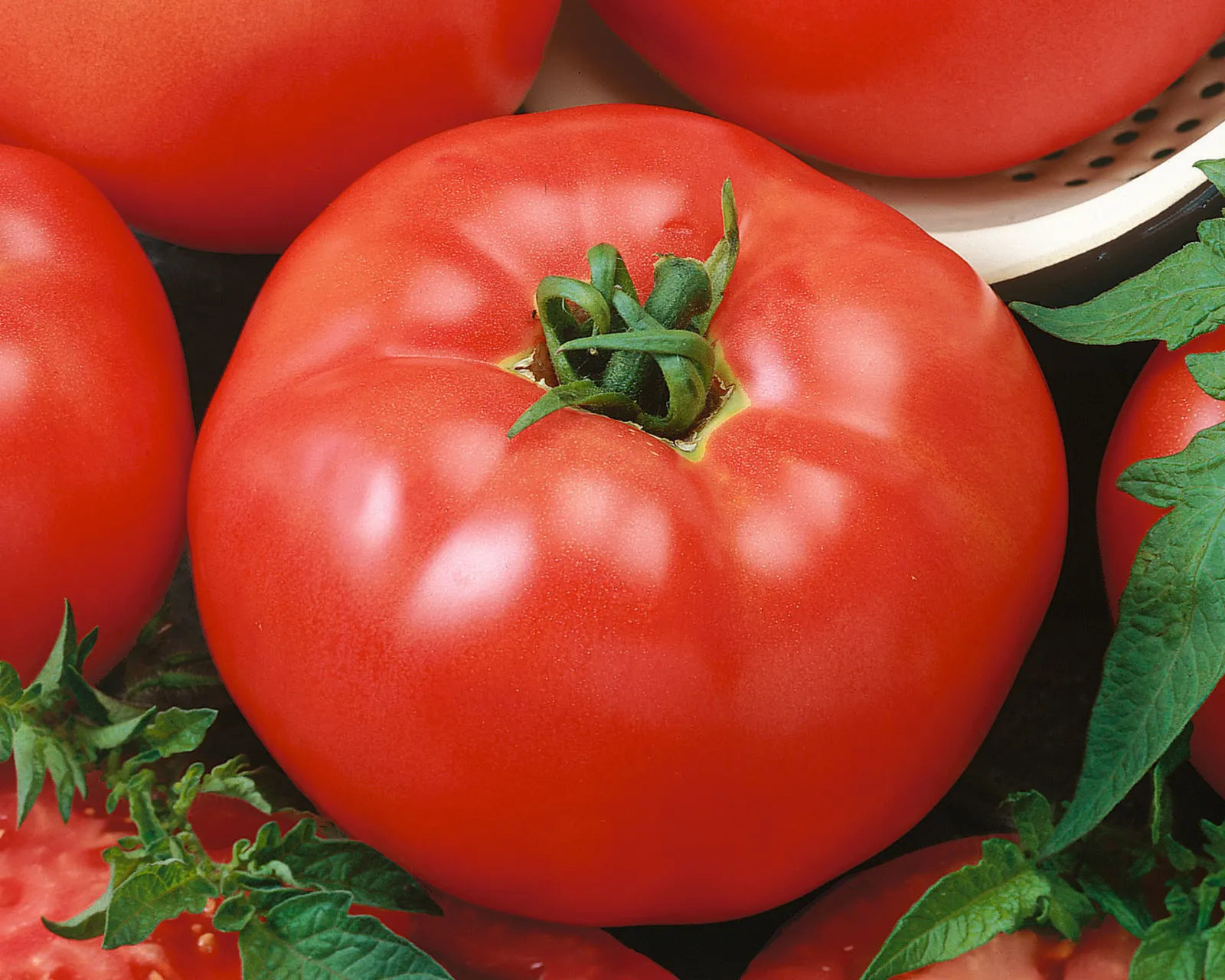 Red Brandymaster Hybrid Beefsteak Tomatoes