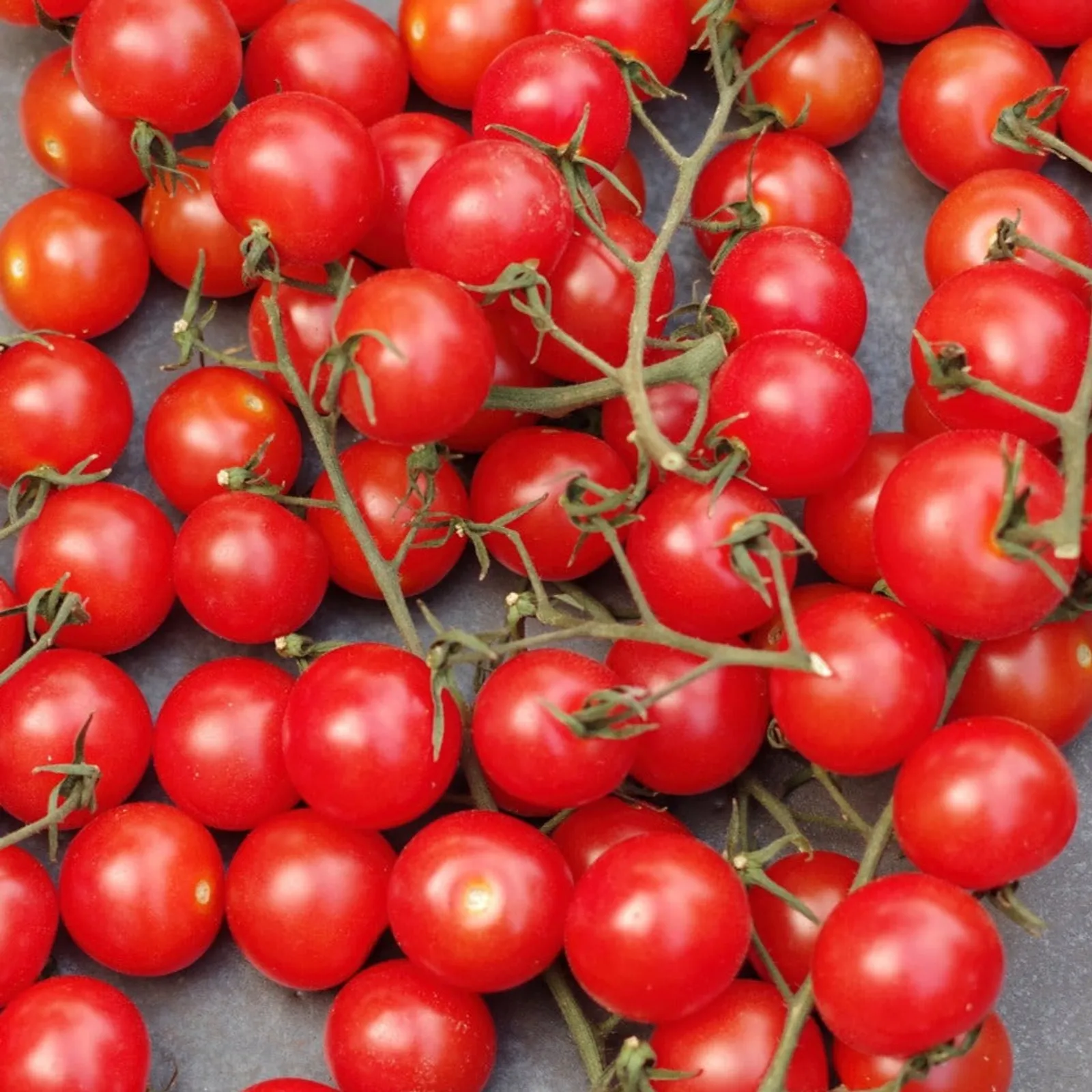 Red Centiflor Tomatoes