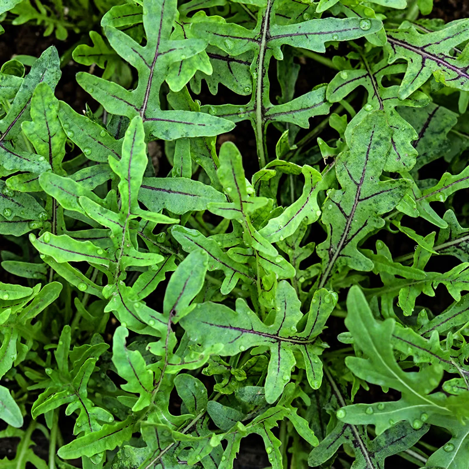 Red Dragon Arugula