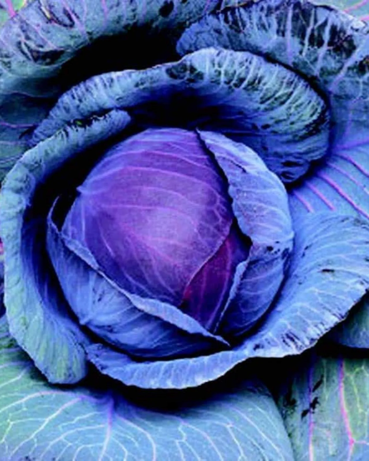 Red Express Cabbage