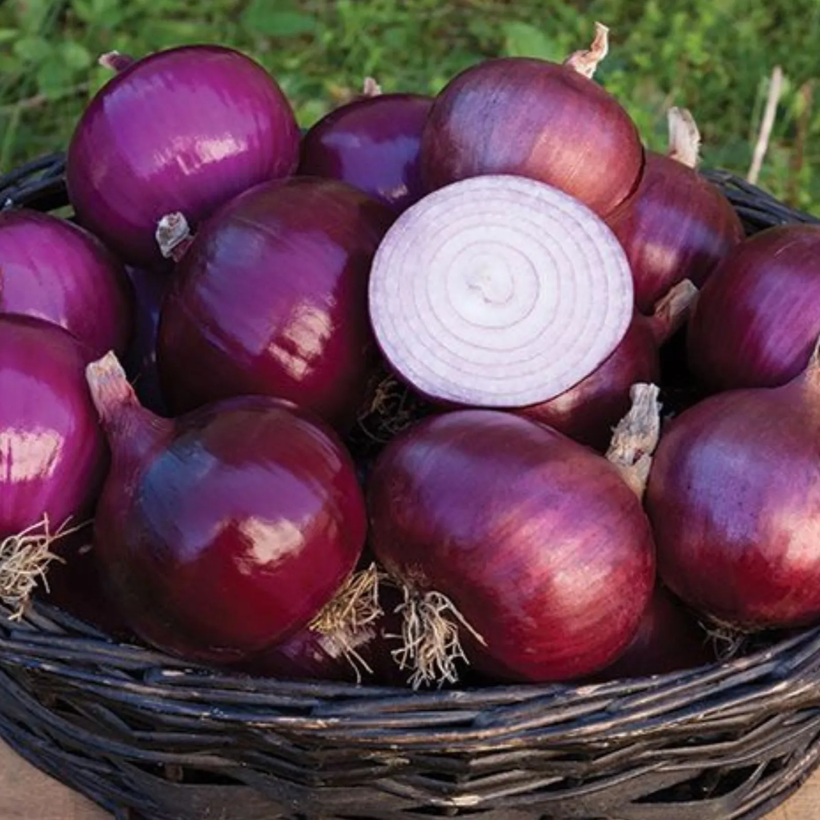 Red Geneva Onions