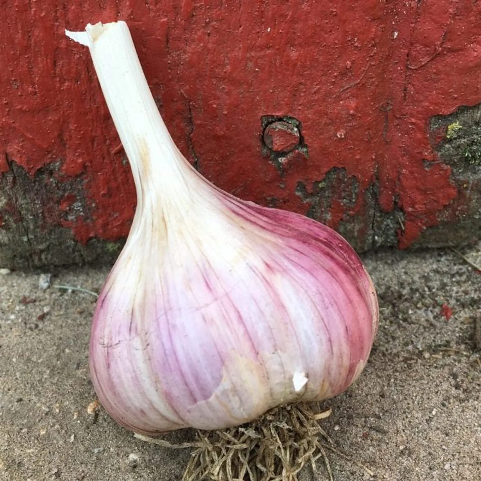 Red Grain Garlic