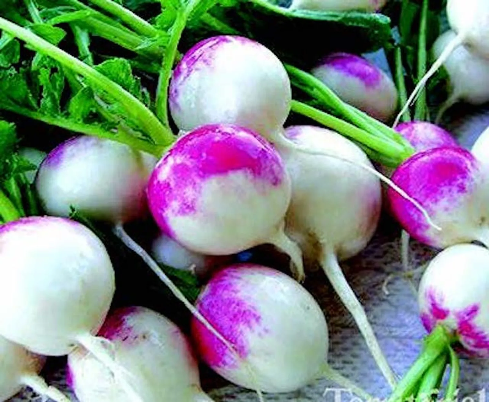 Red Head Radishes