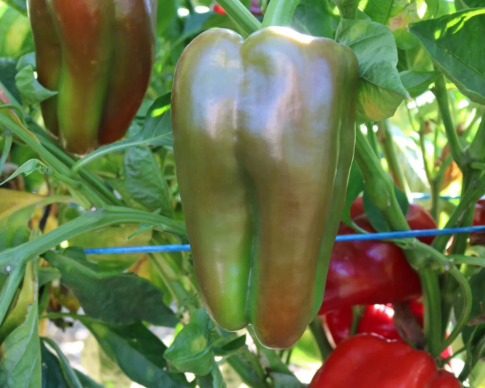 Red Impact Hybrid Lamuyo Peppers