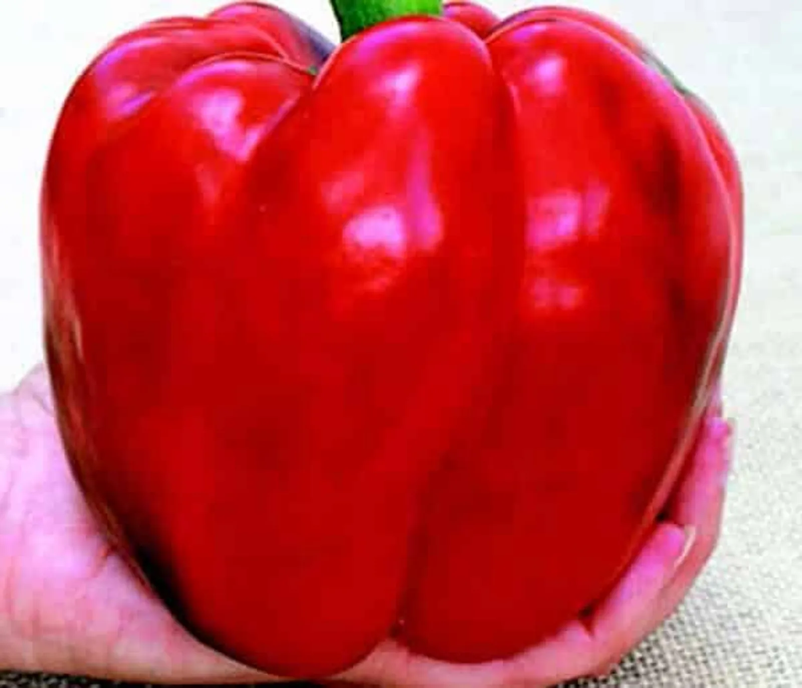 Red Knight X3R Peppers