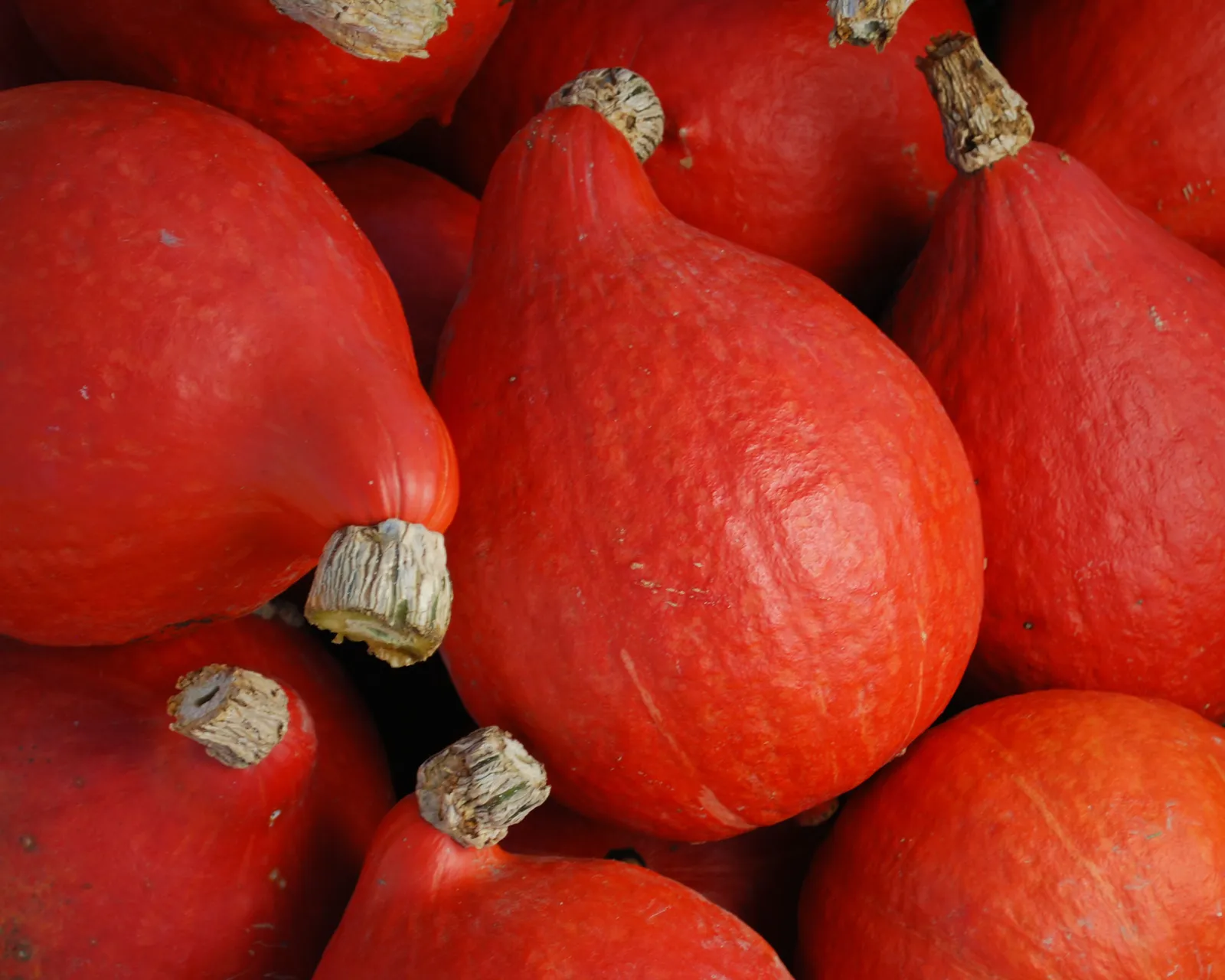 Red Kuri Hokkaido Squash