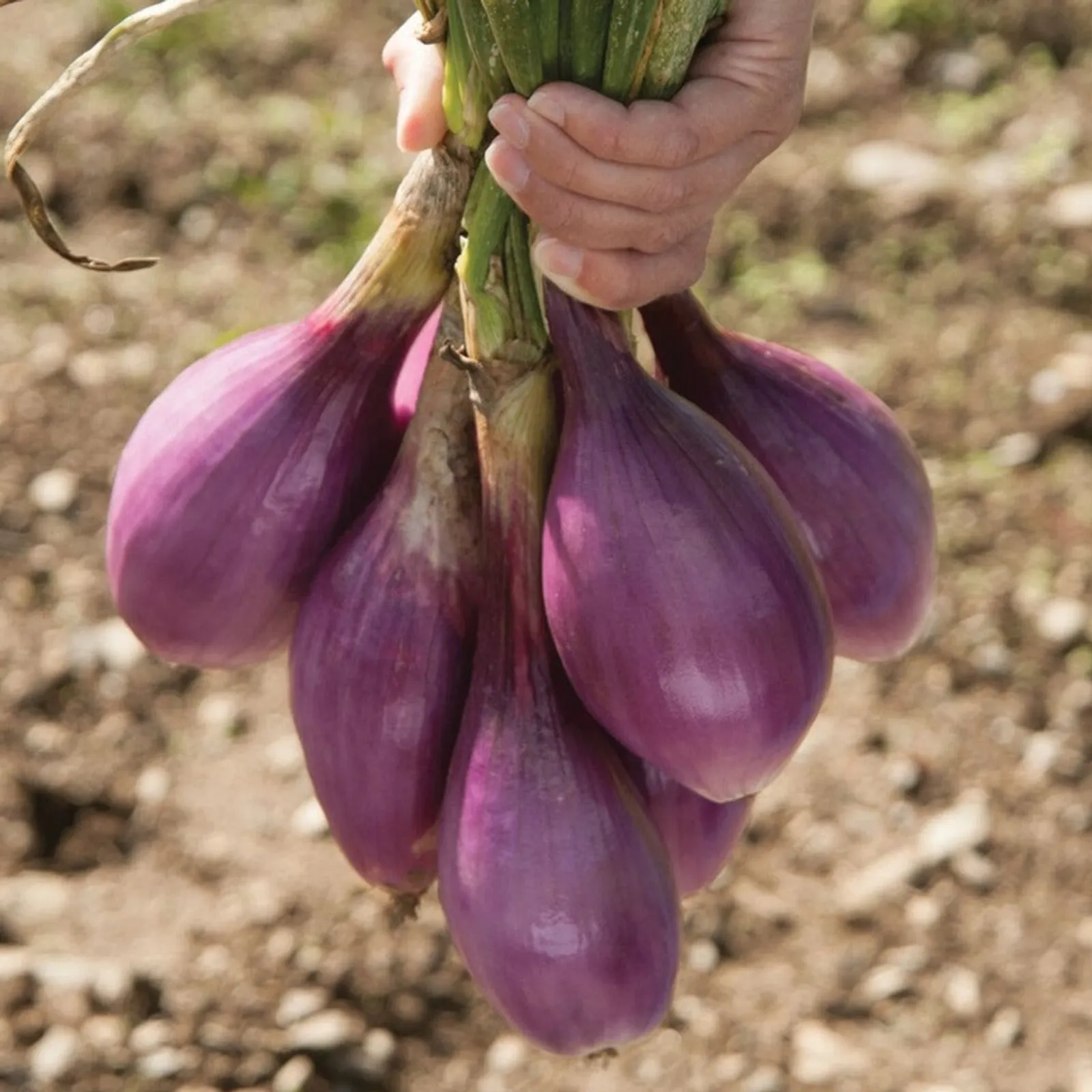 Red Long of Tropea Onions