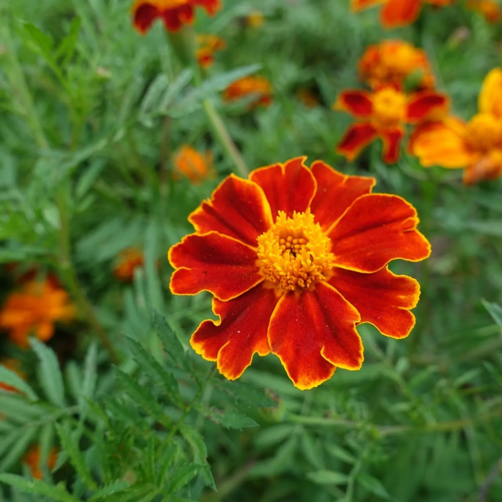Red Metamorph French Marigold