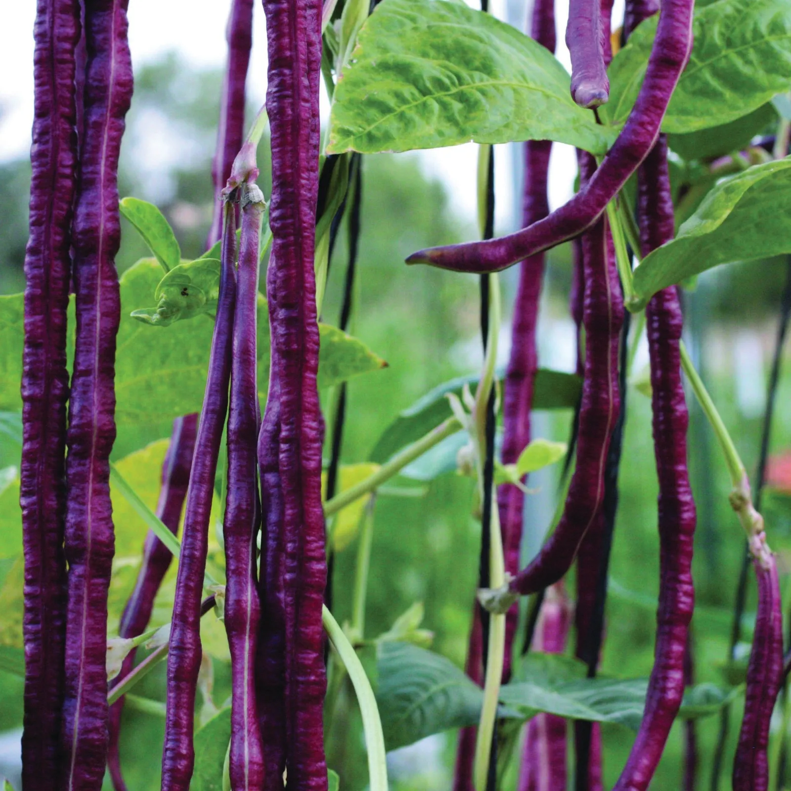 Chinese Red Noodle Beans