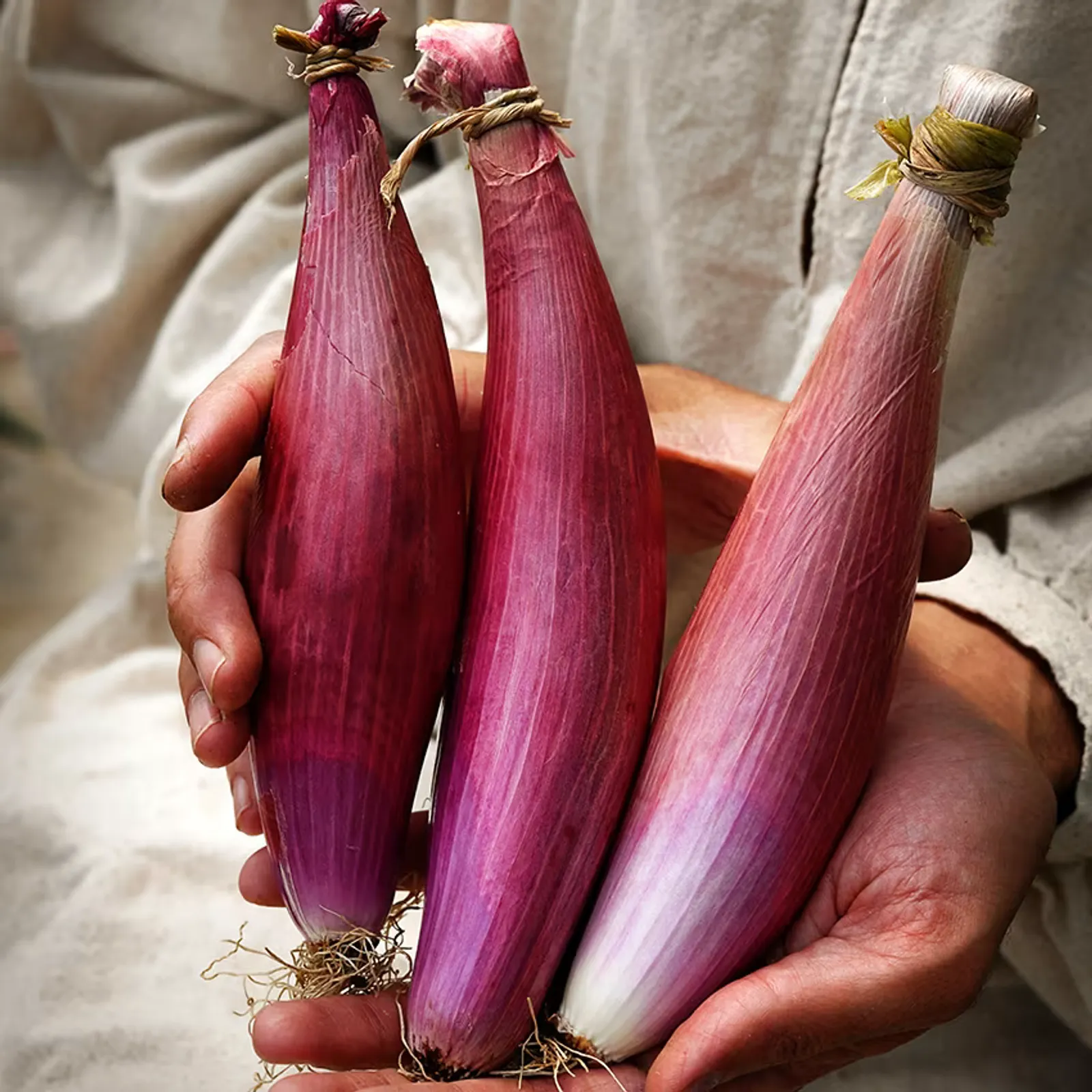 Red of Florence Onions