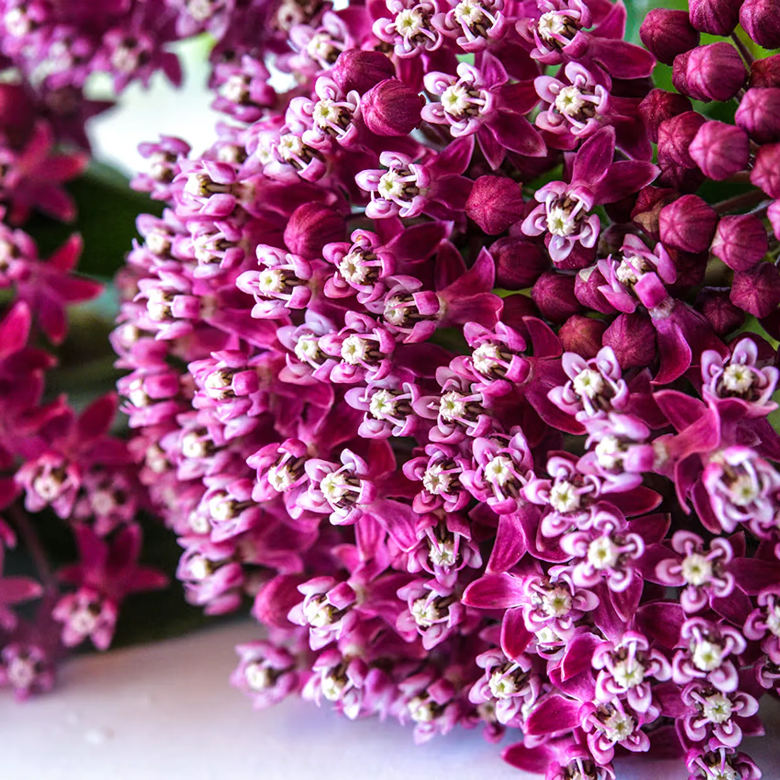 Red or Swamp Milkweed