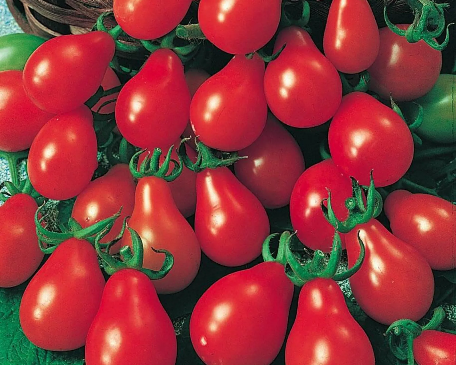 Red Pear Tomatoes