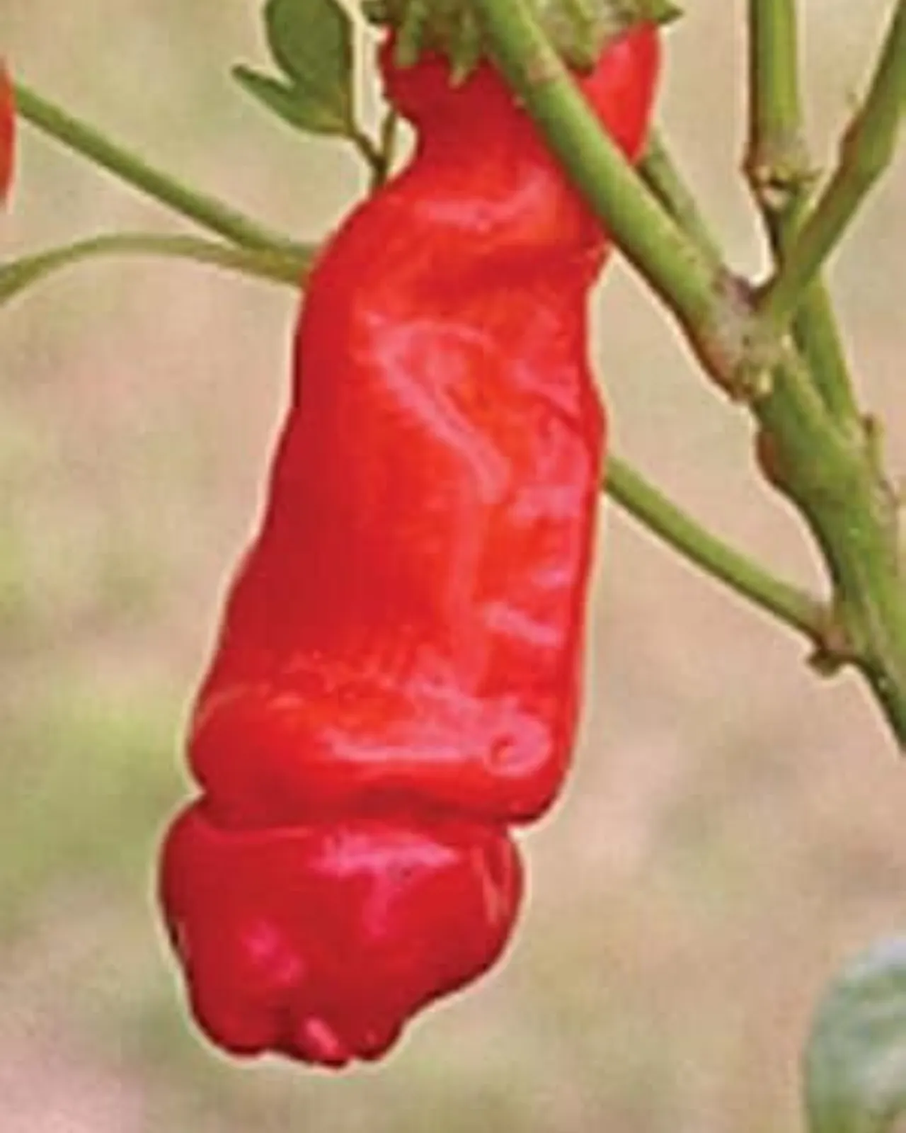 Red Peter Peppers