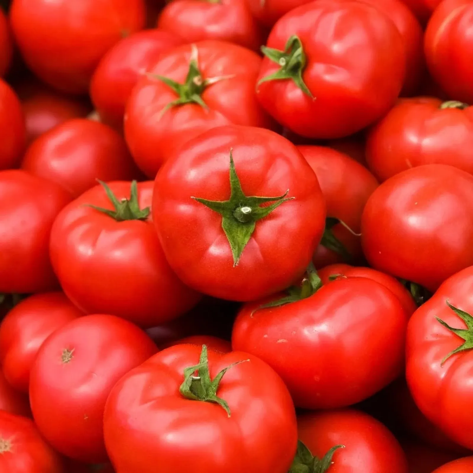 Red Pride Bush Tomatoes