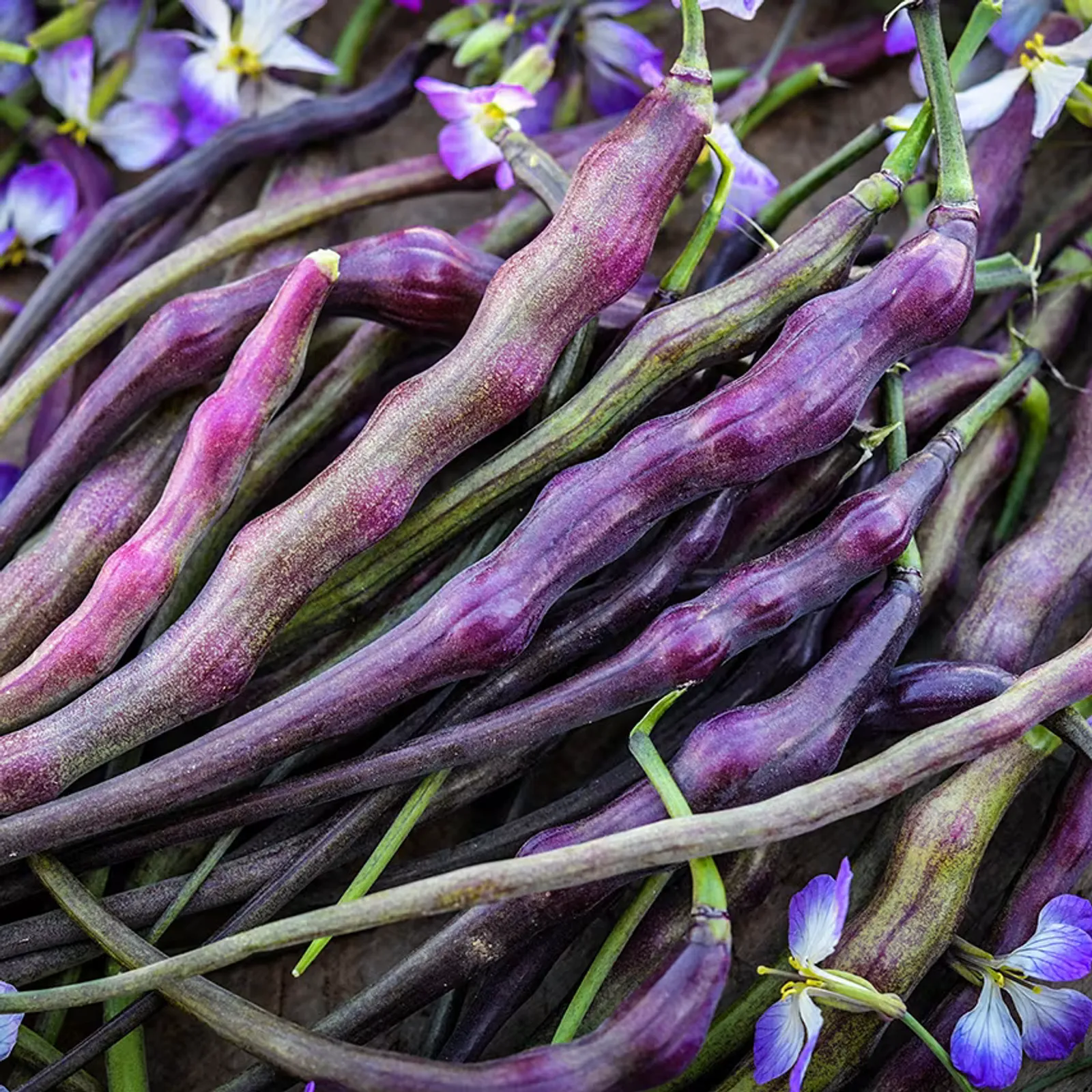 Red Rat's Tail Radishes