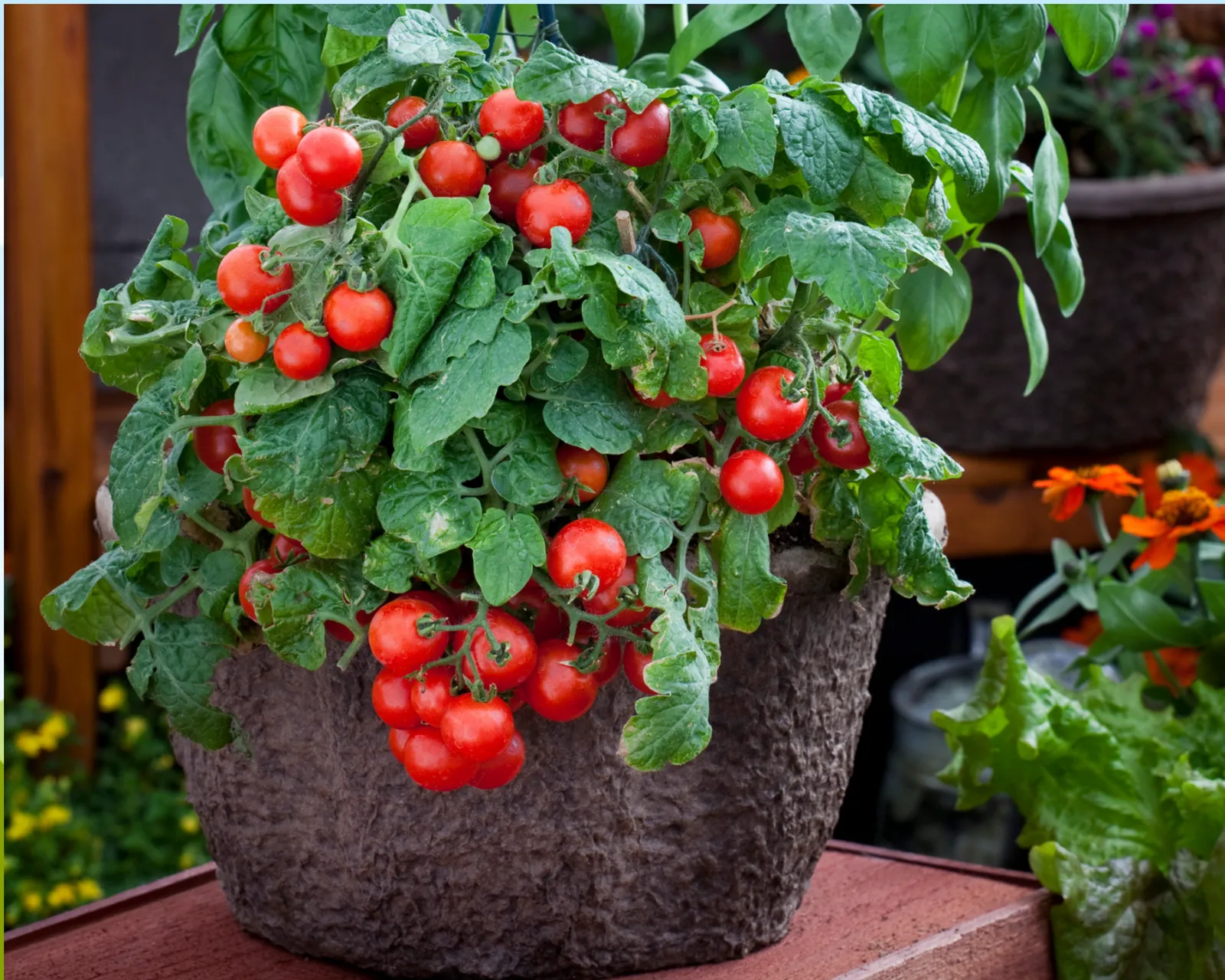 Red Robin Tomatoes