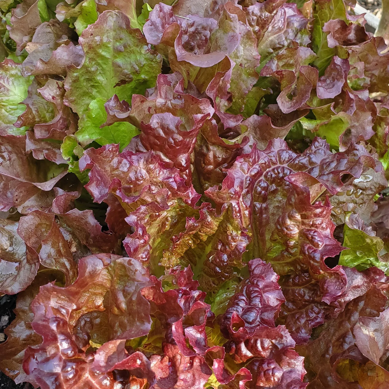 Red Sails Lettuce