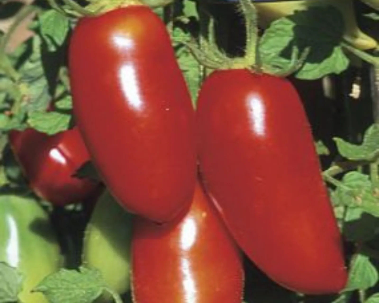 Red Sausage Tomatoes