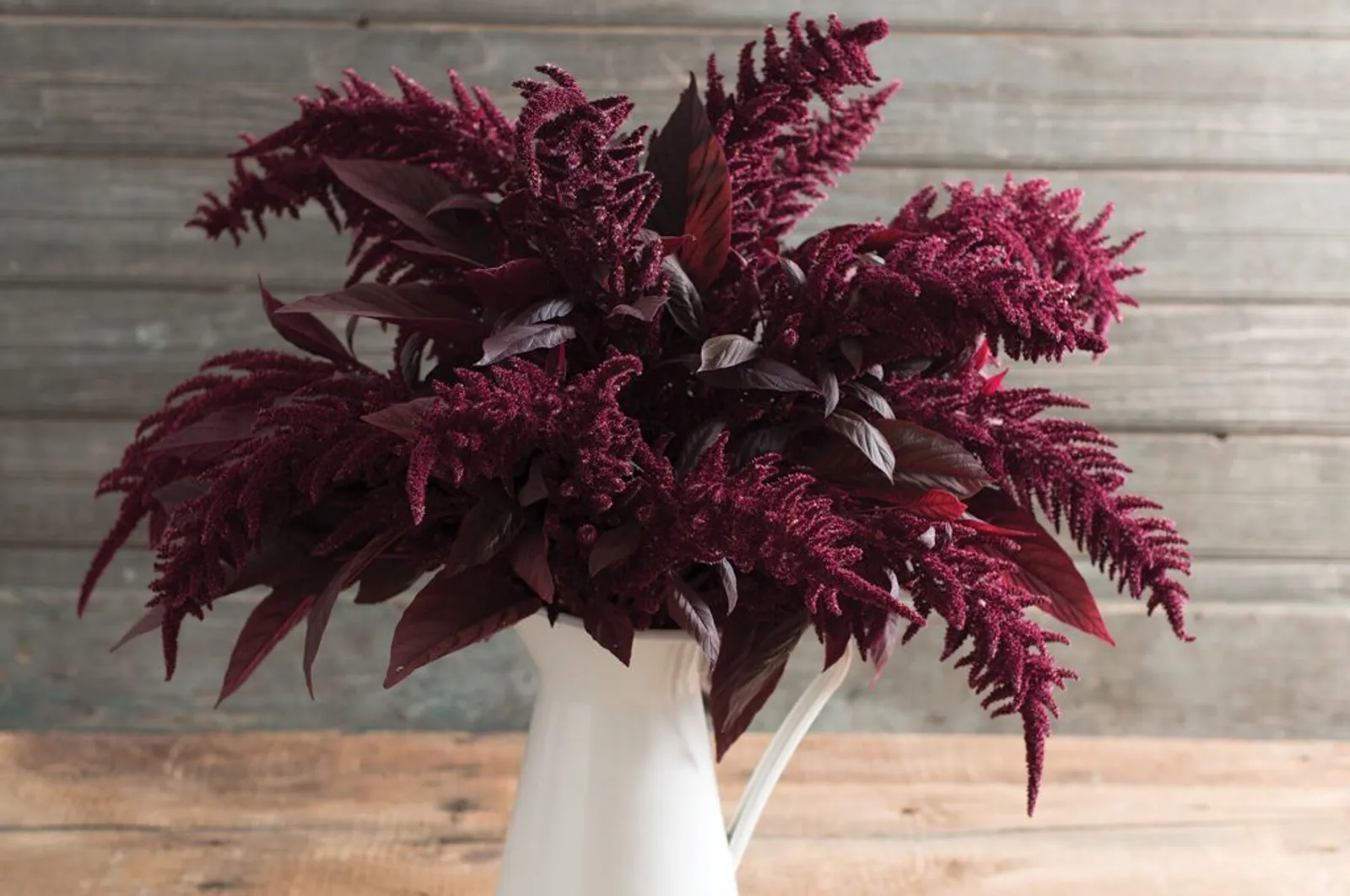 Red Spike Amaranth