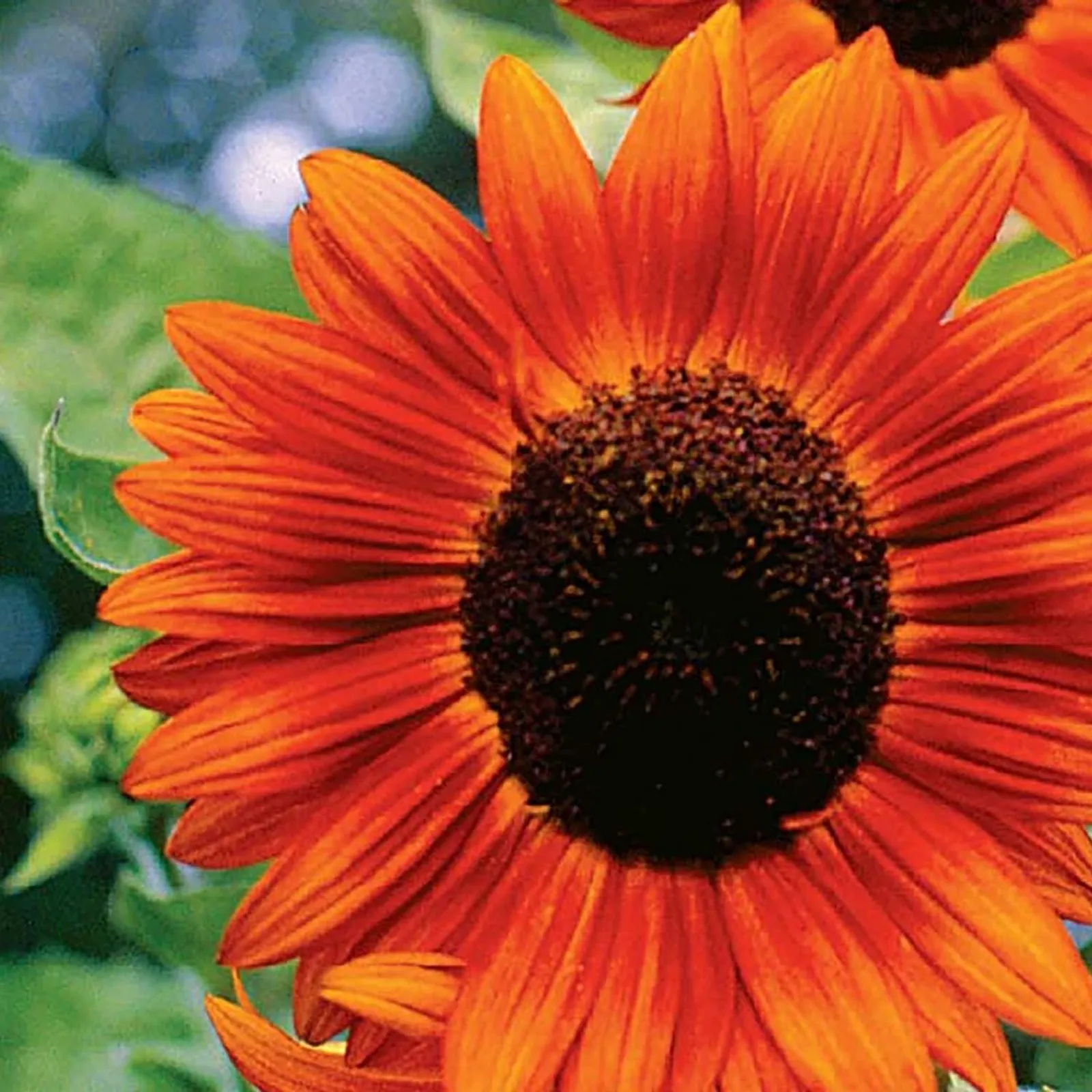 Red Sun Sunflower
