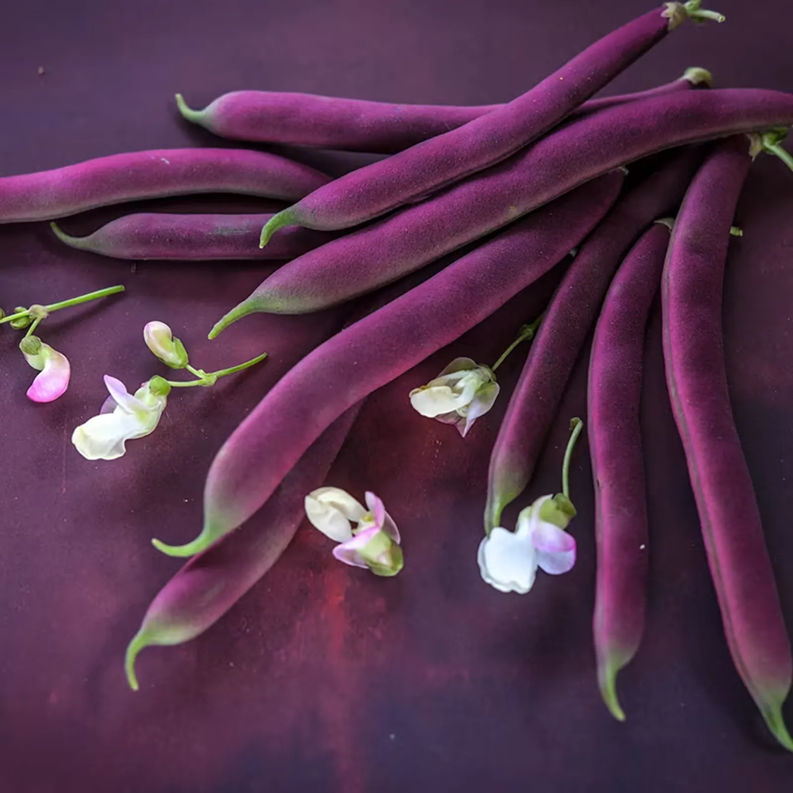 Red Swan Beans
