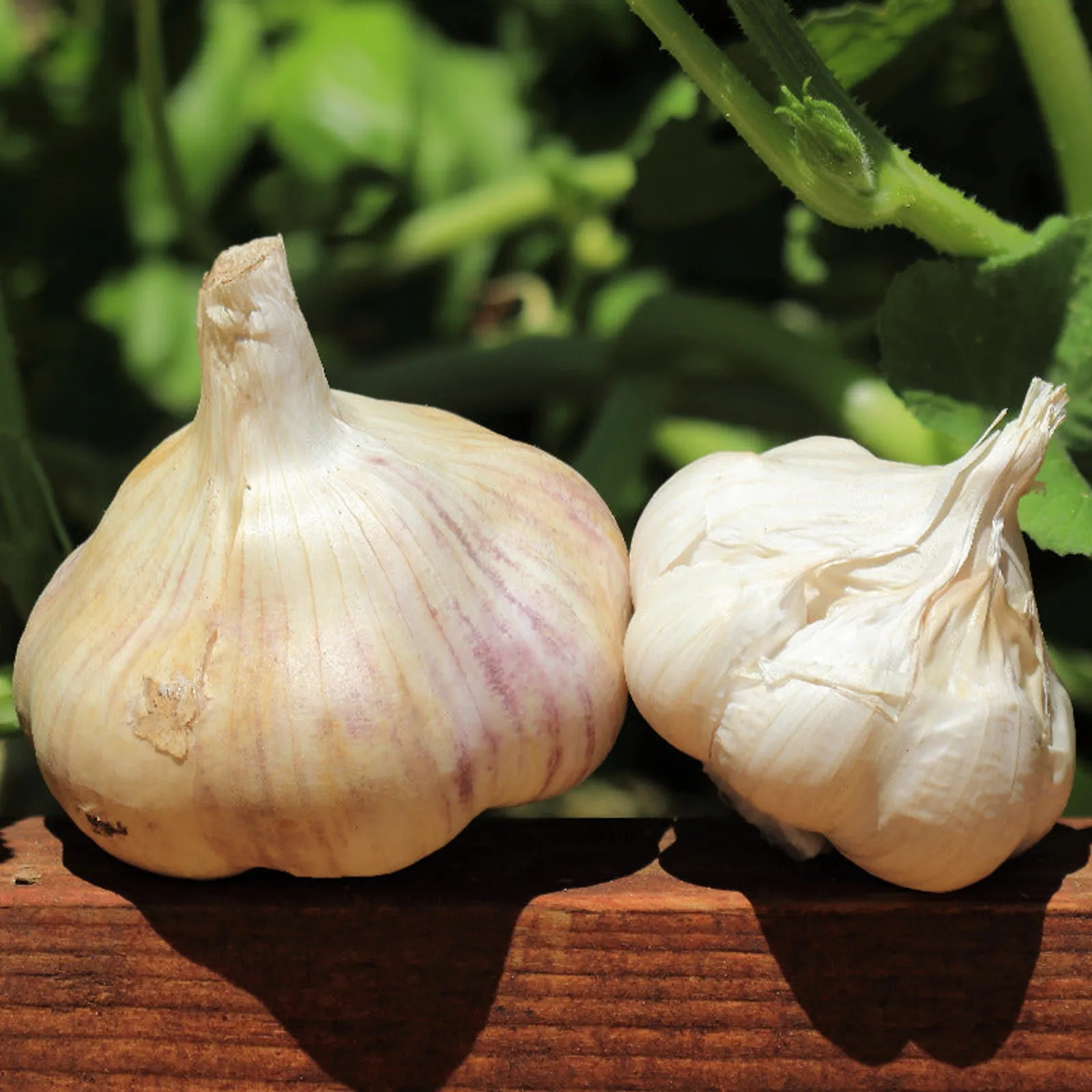 Red Toch Garlic