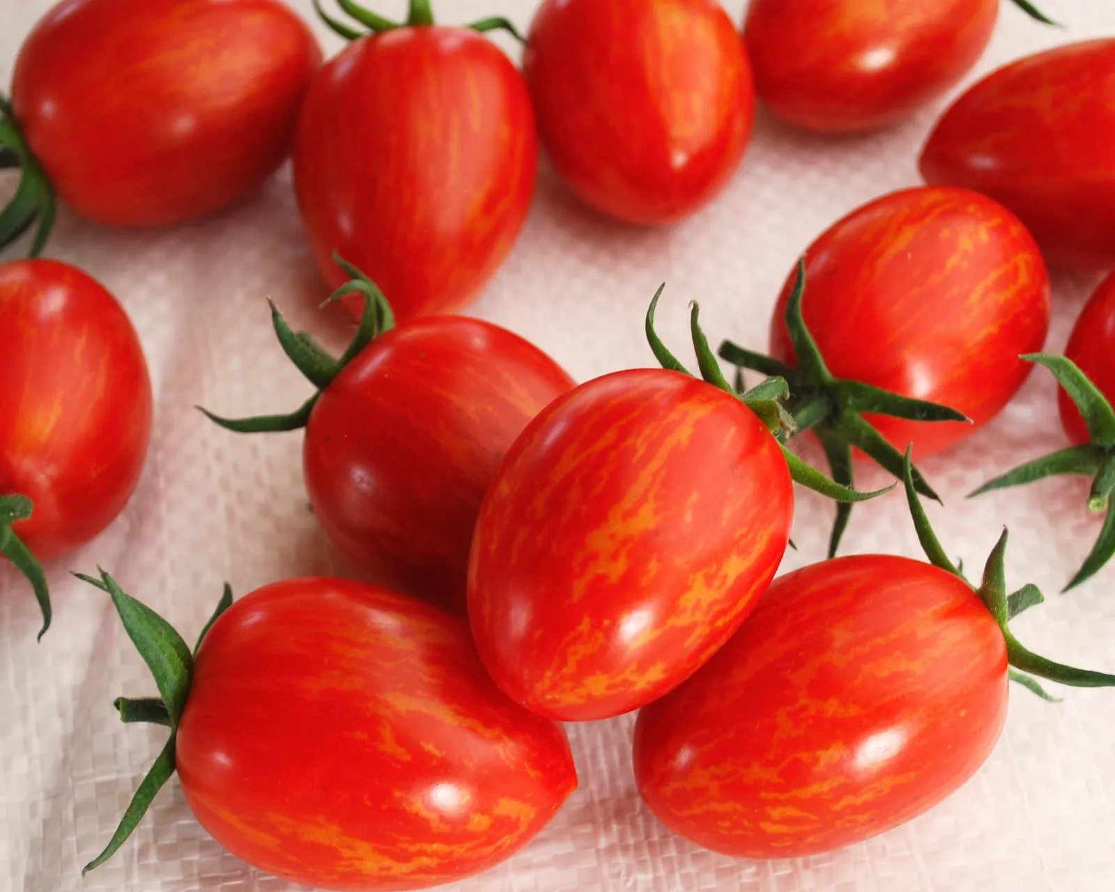 Red Torch Tomatoes