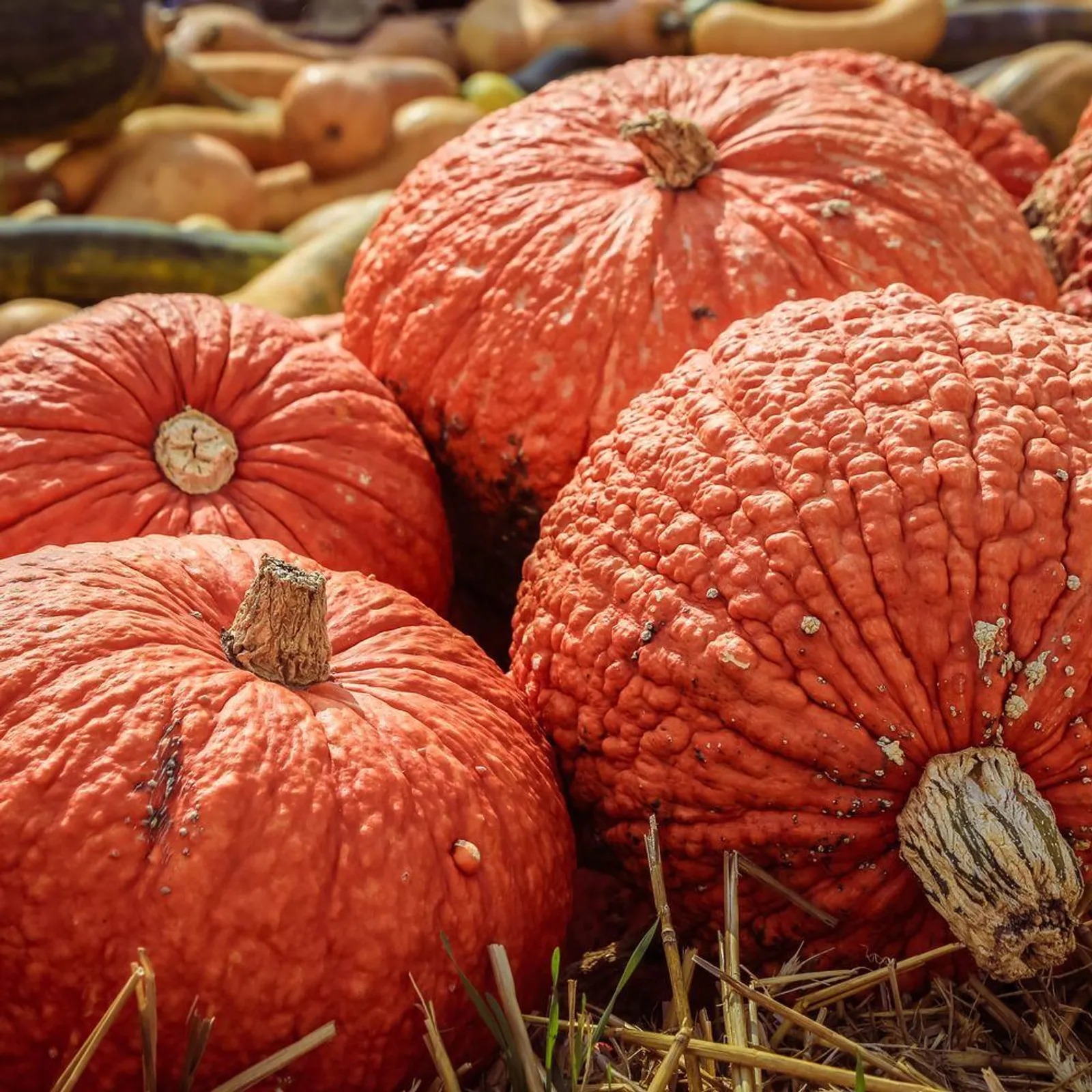 Red Warty Thing Pumpkin