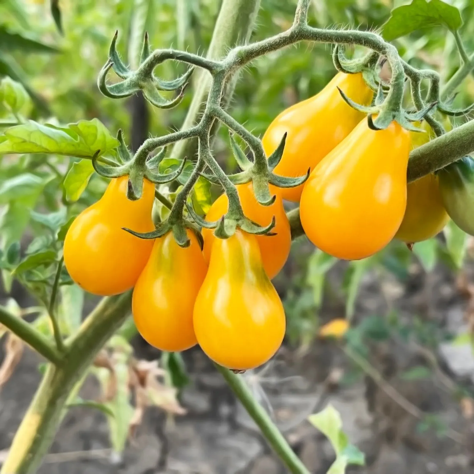 Yellow Pear Tomatoes