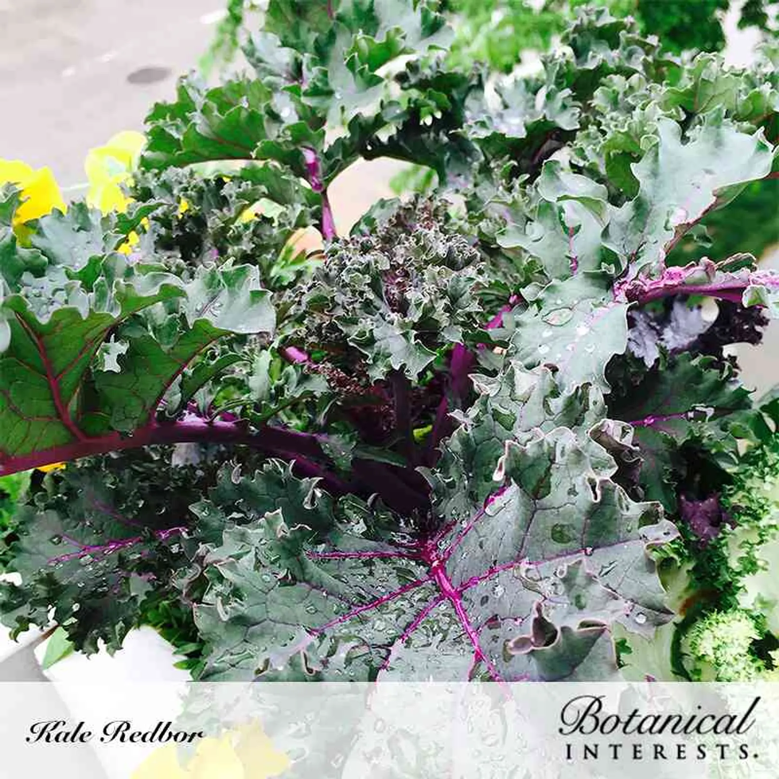Redbor Kale