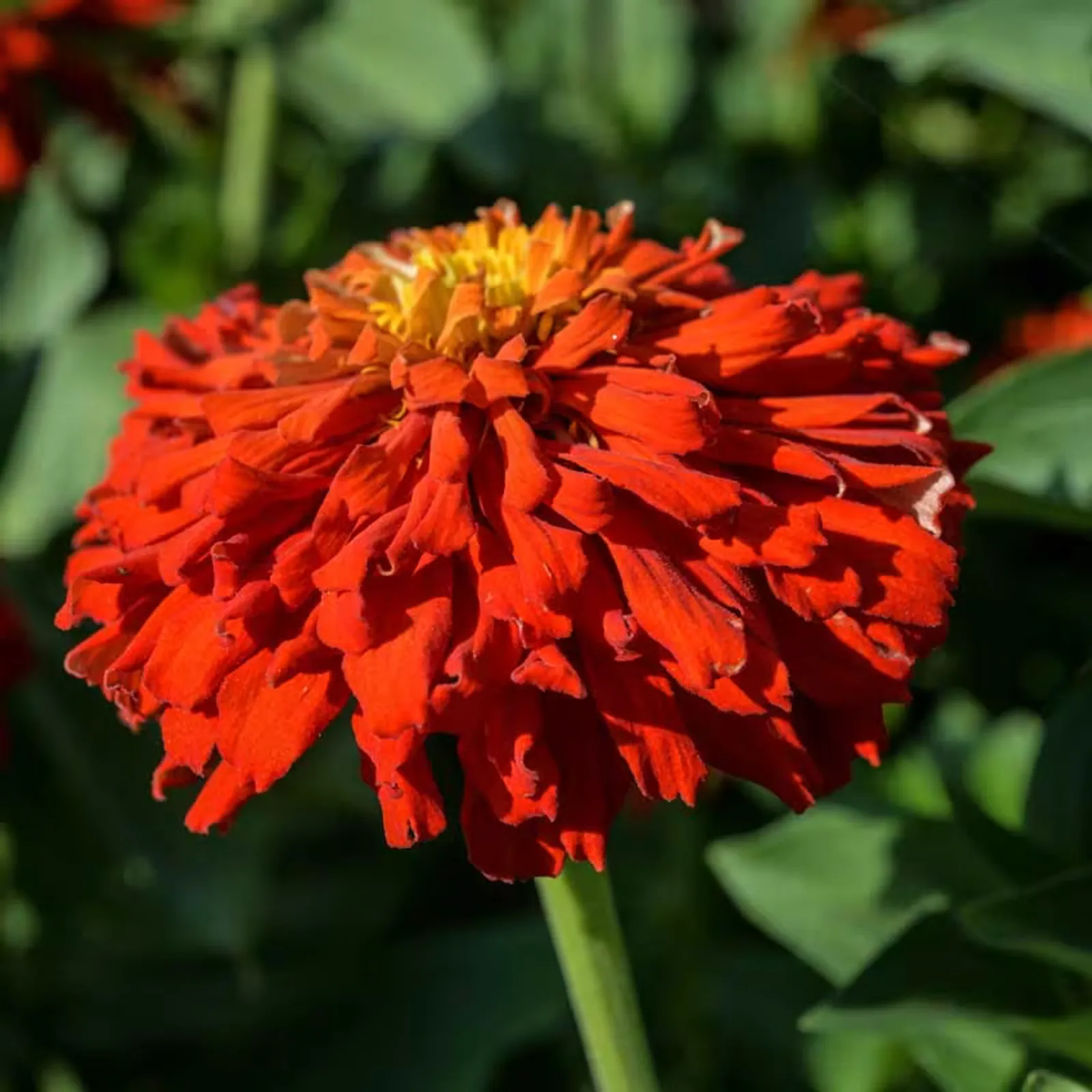 Redman Super Cactus Zinnia