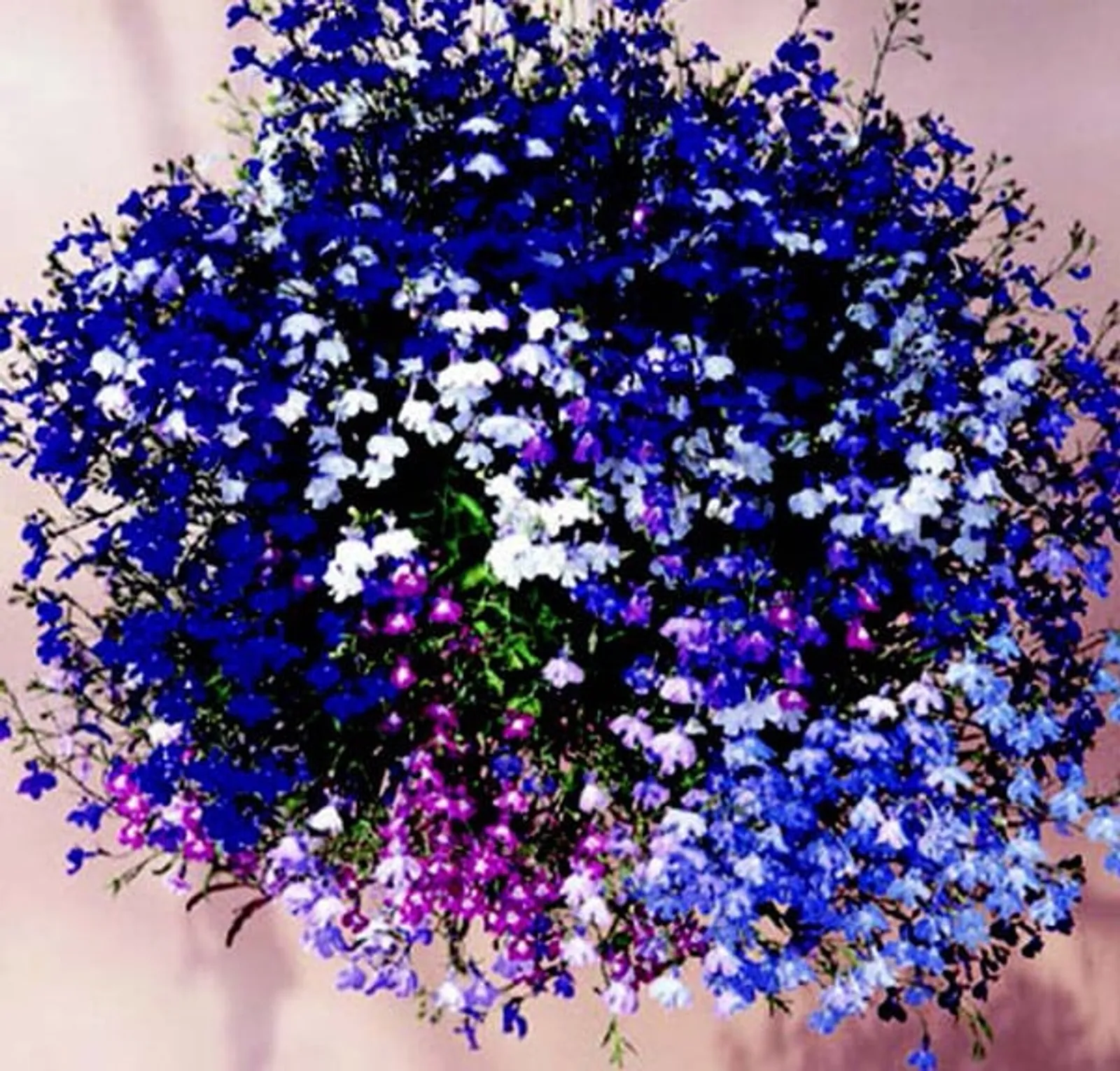 Regatta Formula Mix Lobelia