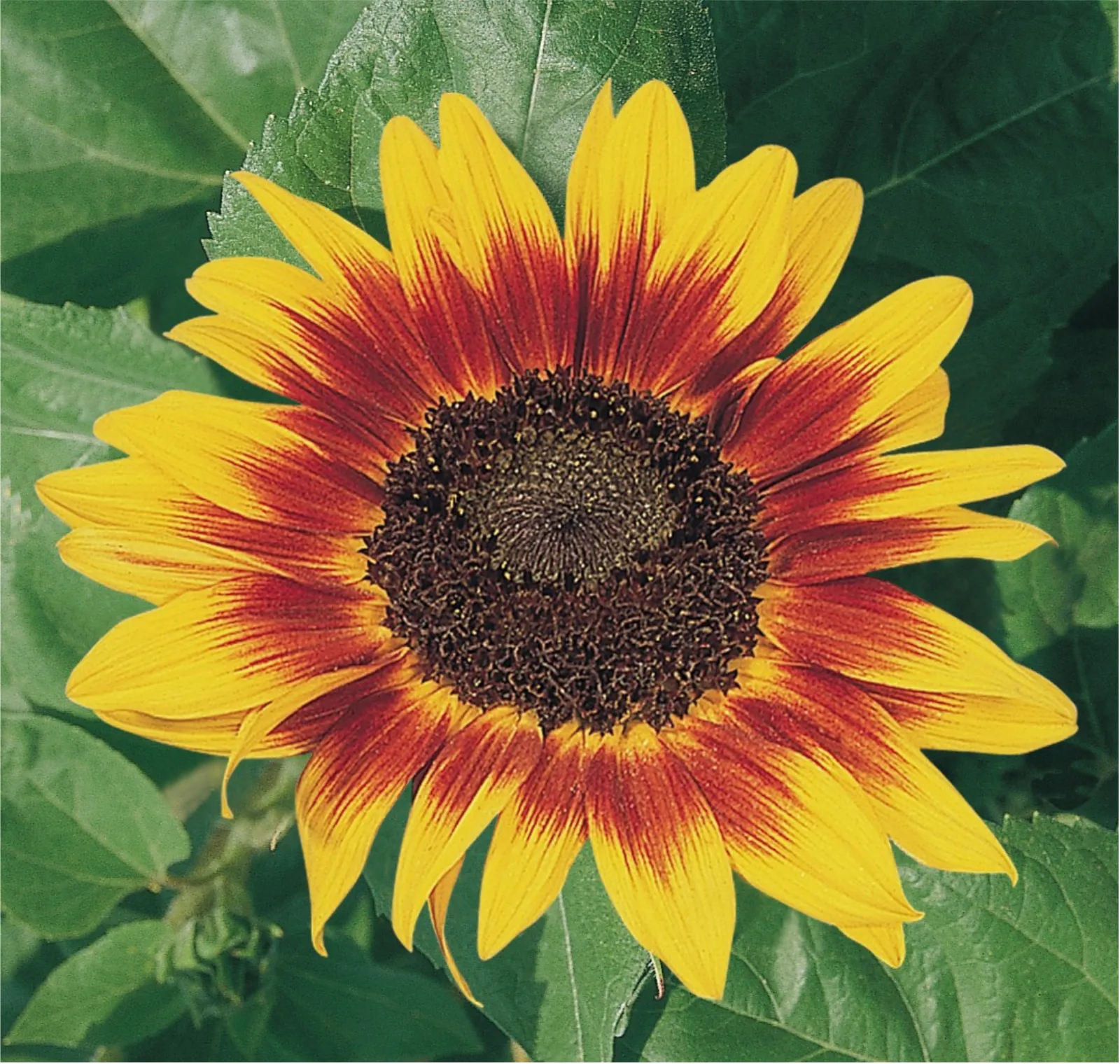 Ring of Fire Sunflower