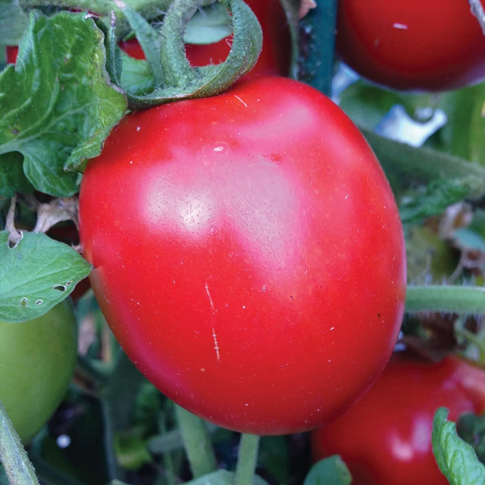 Rio Grande Tomatoes