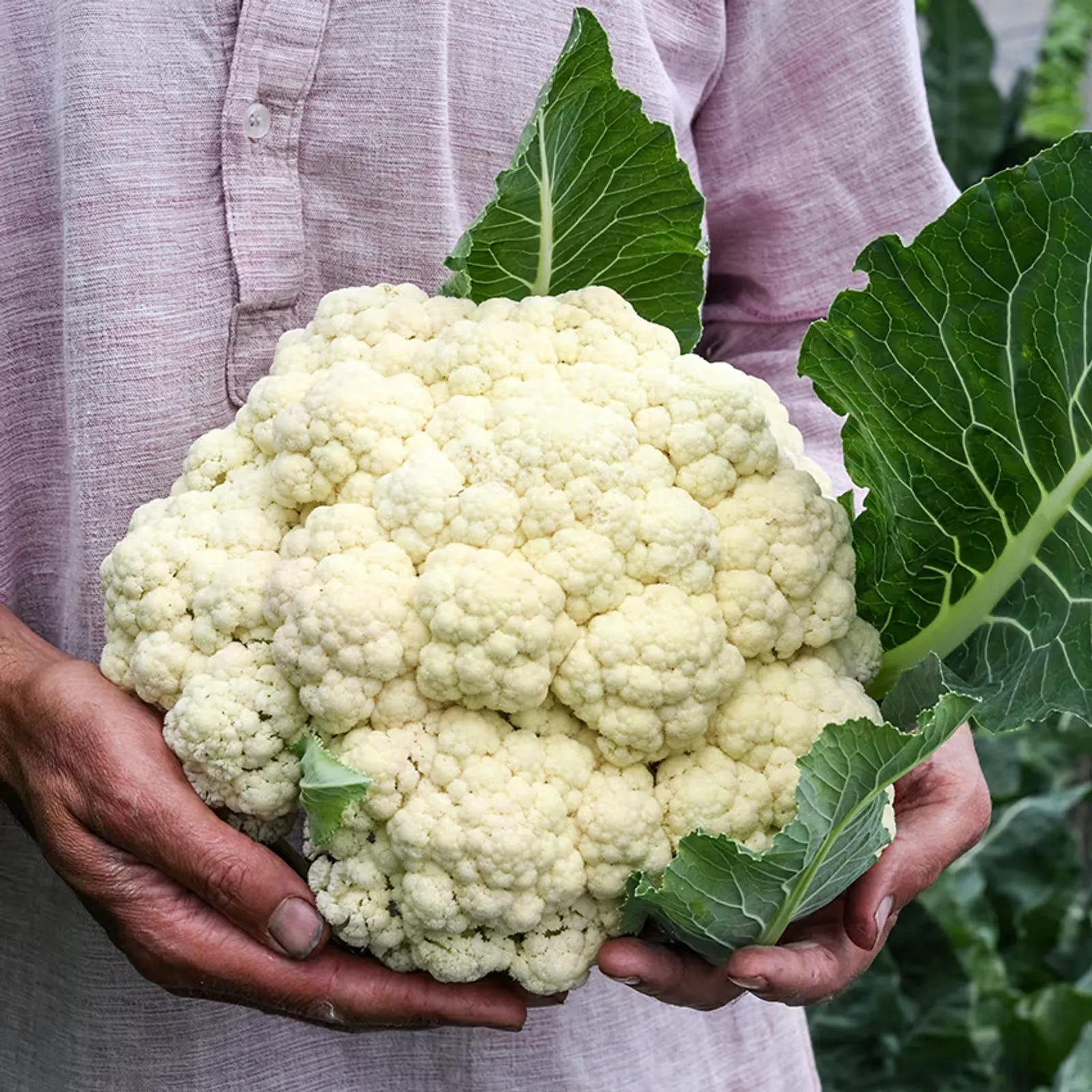 Rober Cauliflower