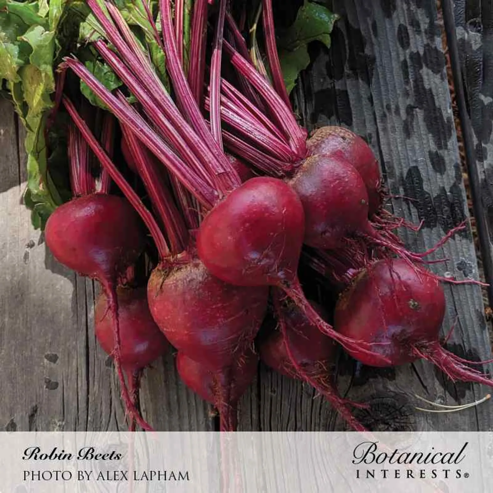 Robin Beets