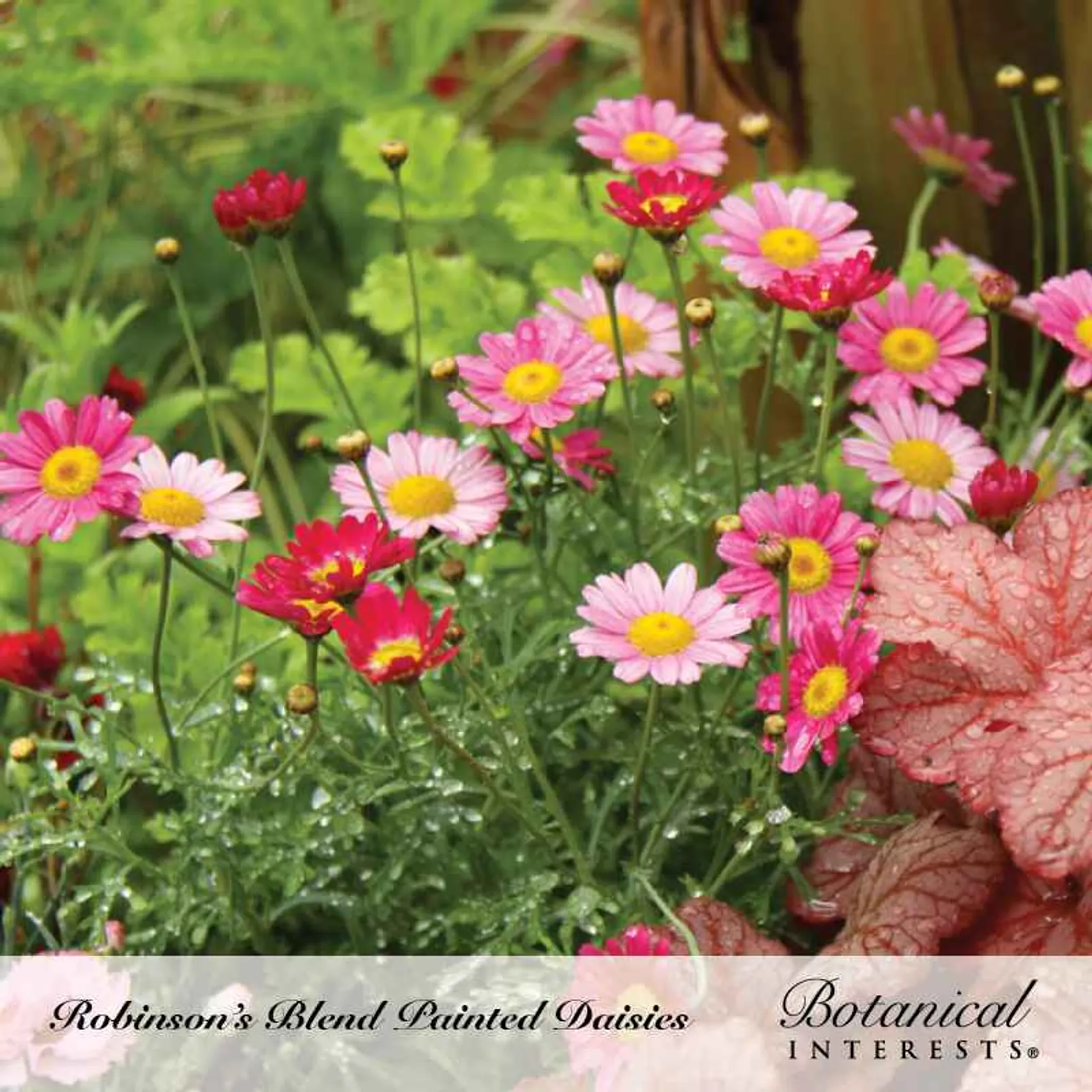 Robinson's Blend Painted Daisy