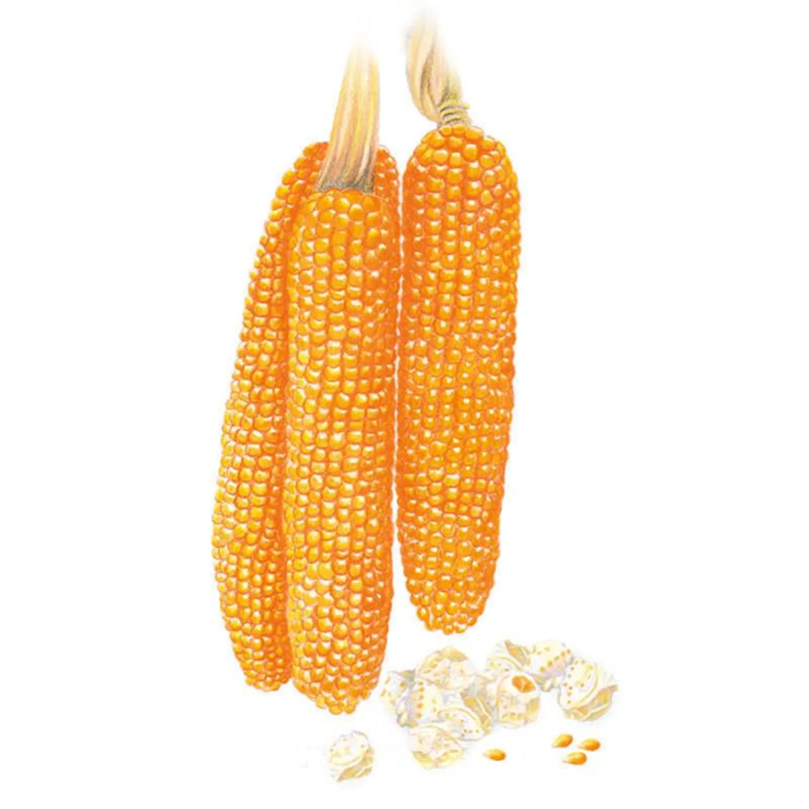 Robust Pop R400MR Popcorn Corn
