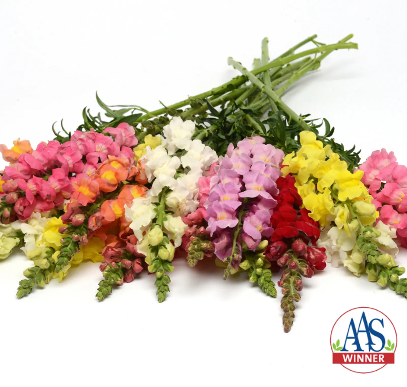 Rocket Tall Hybrid Mix Snapdragon