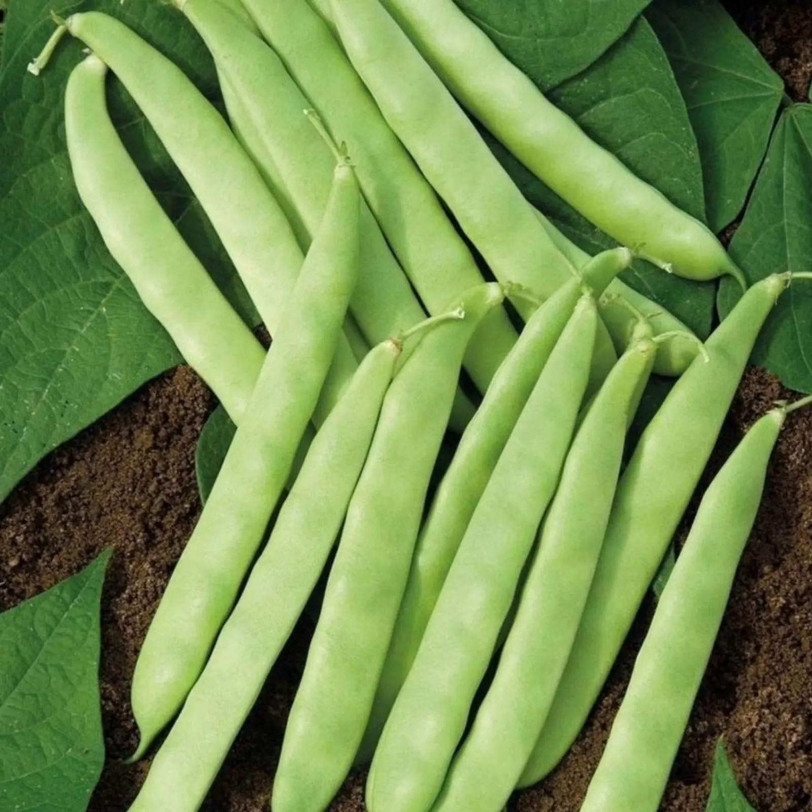 Bush Roma II Beans