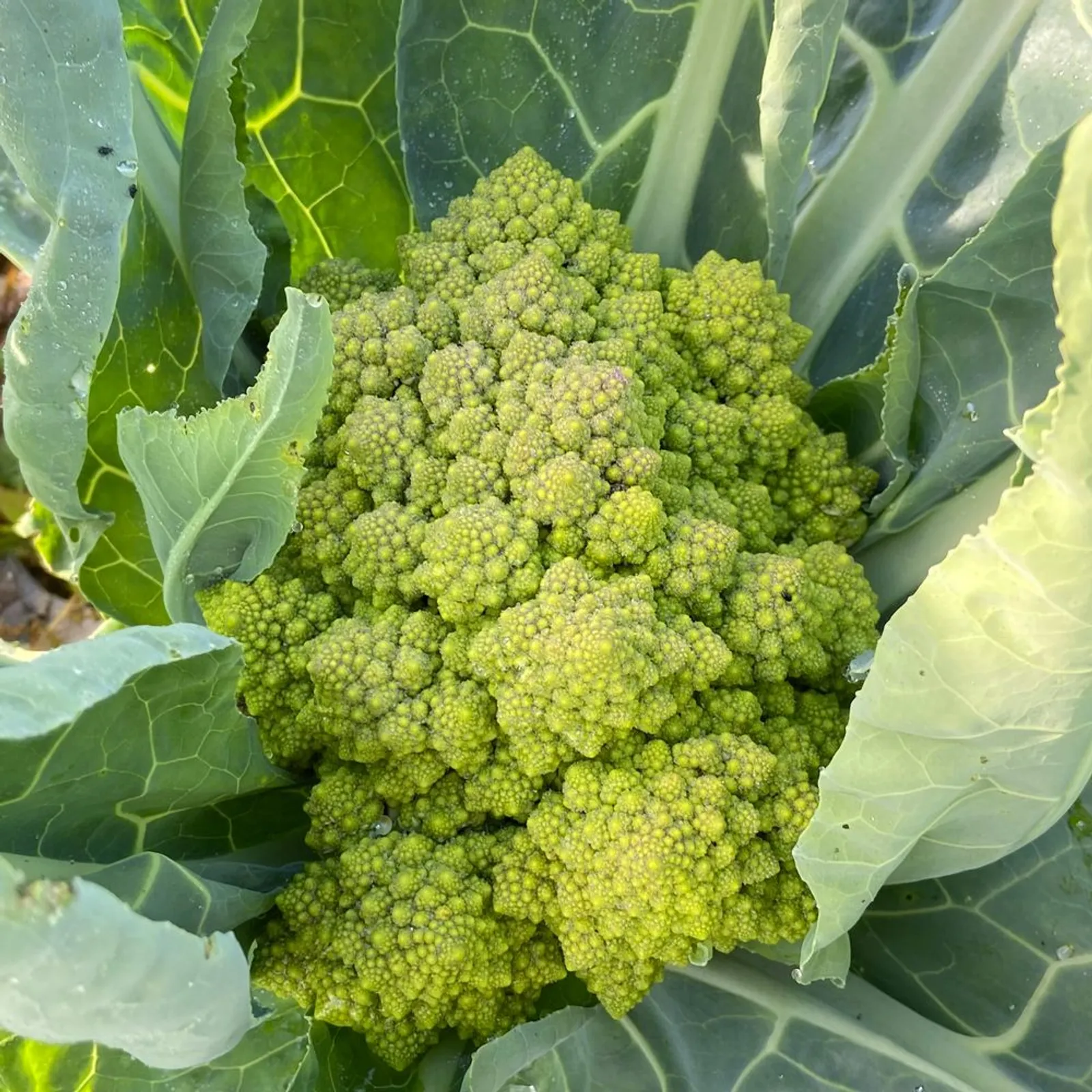 Romanesco Cauliflower