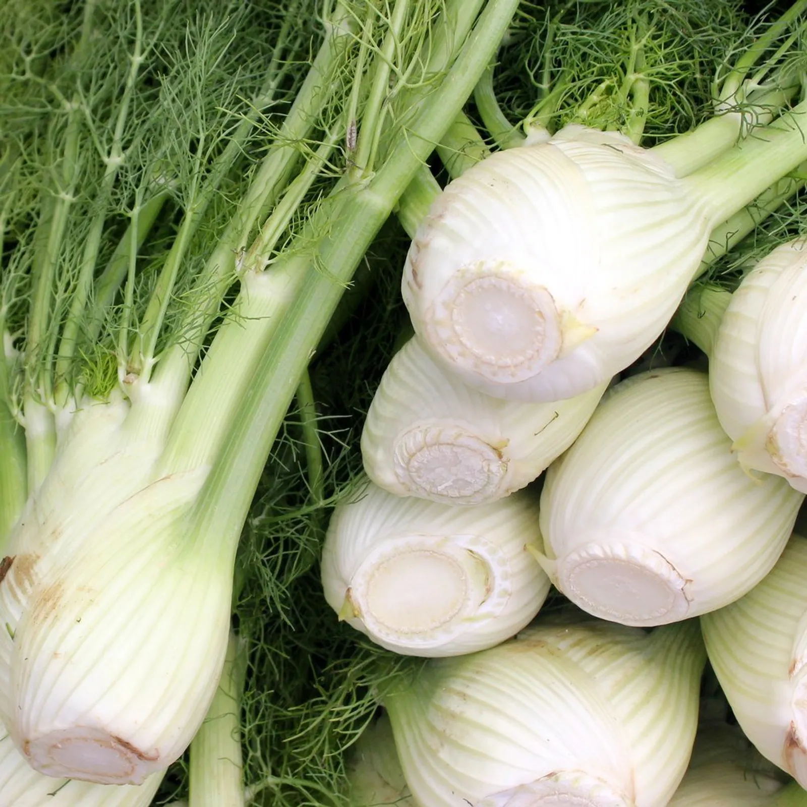 Romanesco Fennel