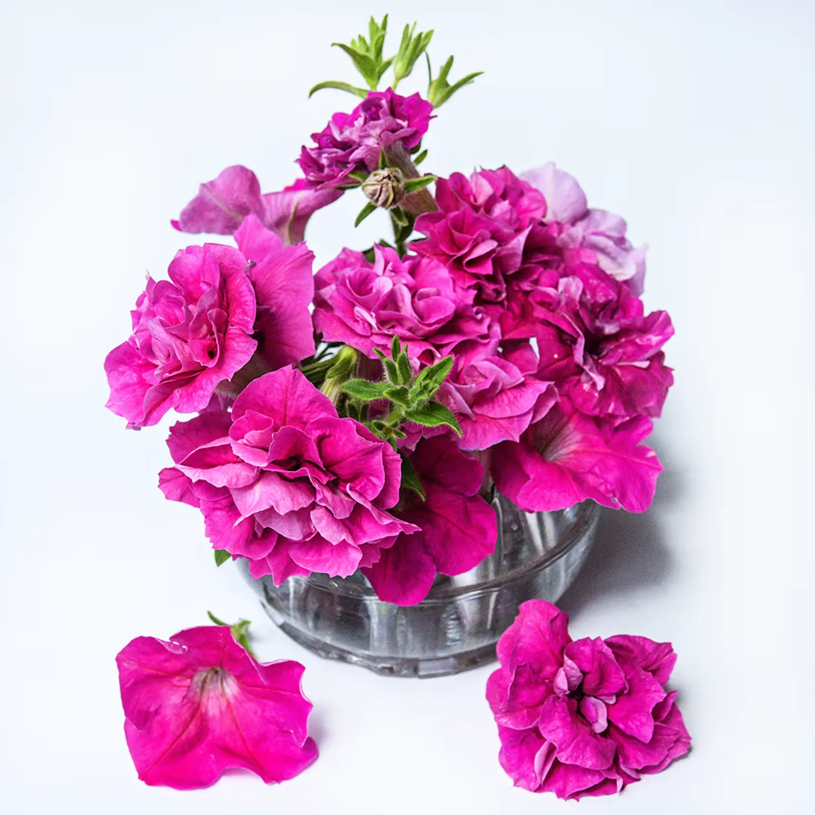 Rosa Bonheur Petunia